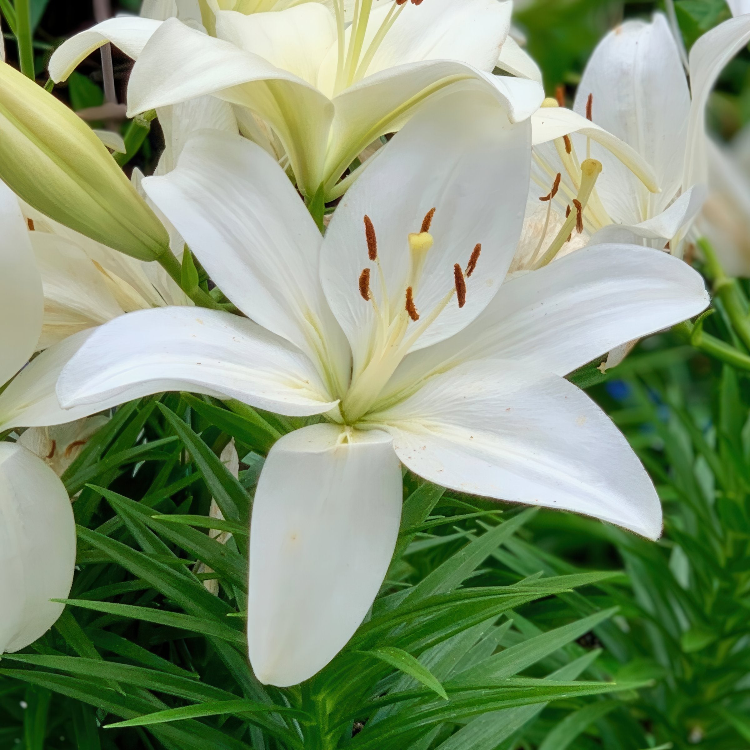 Lilium 'Summer Snow' Lily – 6 Piece Bulb