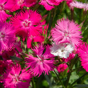 Dianthus caryophyllus DiaDeur™Pink Red - 4" Pot, SPRING PREORDER
