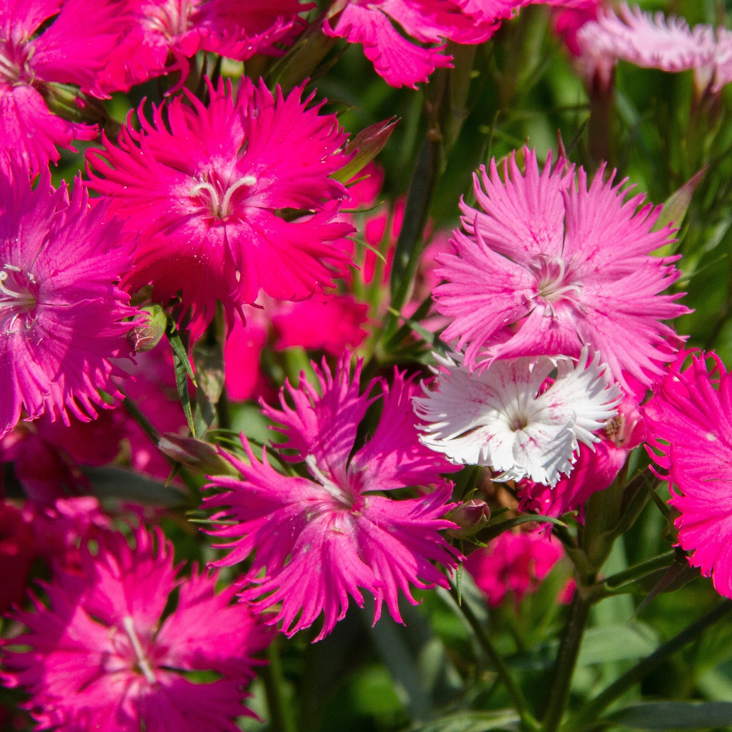 Dianthus caryophyllus DiaDeur™Pink Red - 4" Pot, SPRING PREORDER