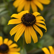 Rudbeckia 'Cappuccino' Black Eyed Susan - 3.25" Pot, SPRING PREORDER