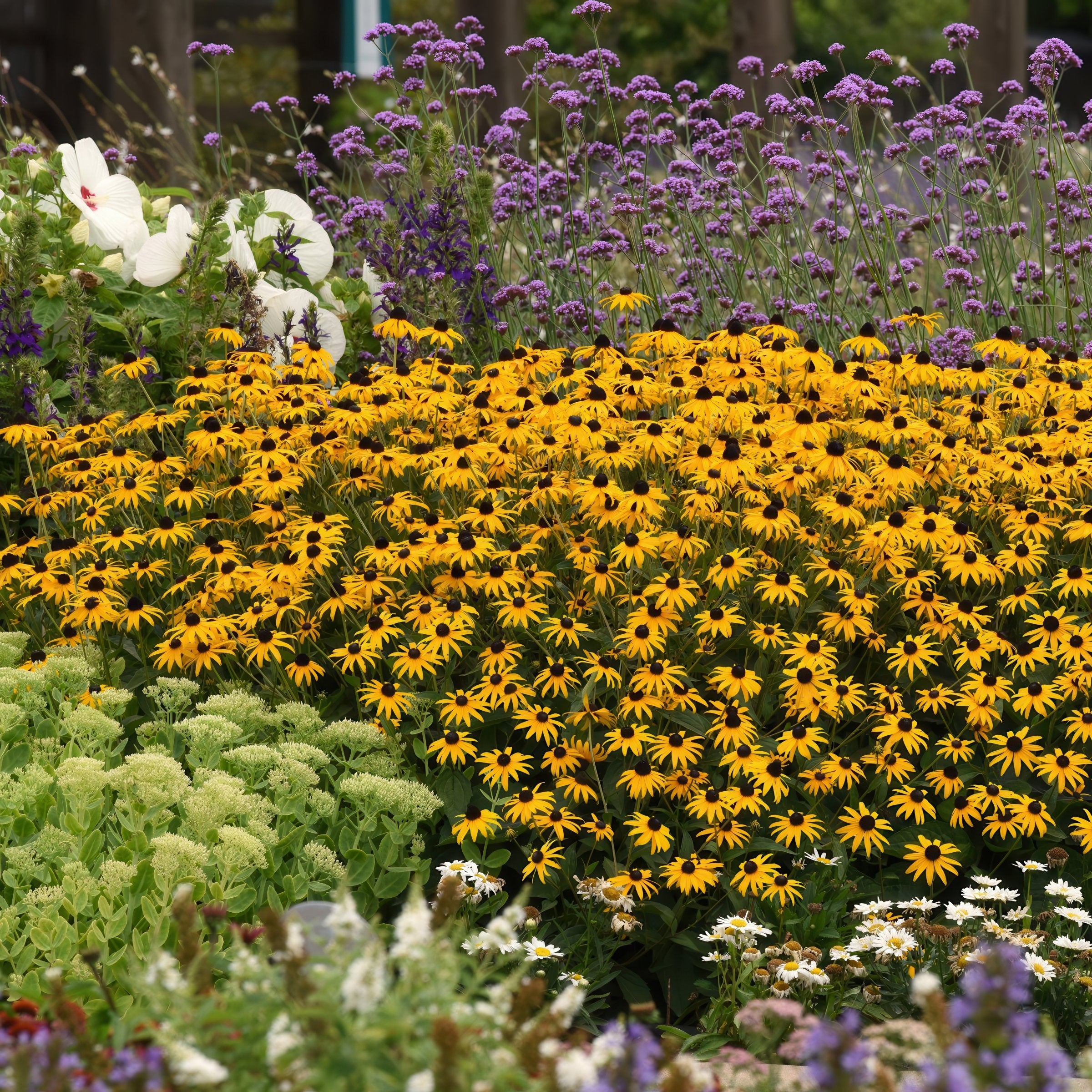 Rudbeckia 'Cappuccino' Black Eyed Susan - 3.25" Pot, SPRING PREORDER