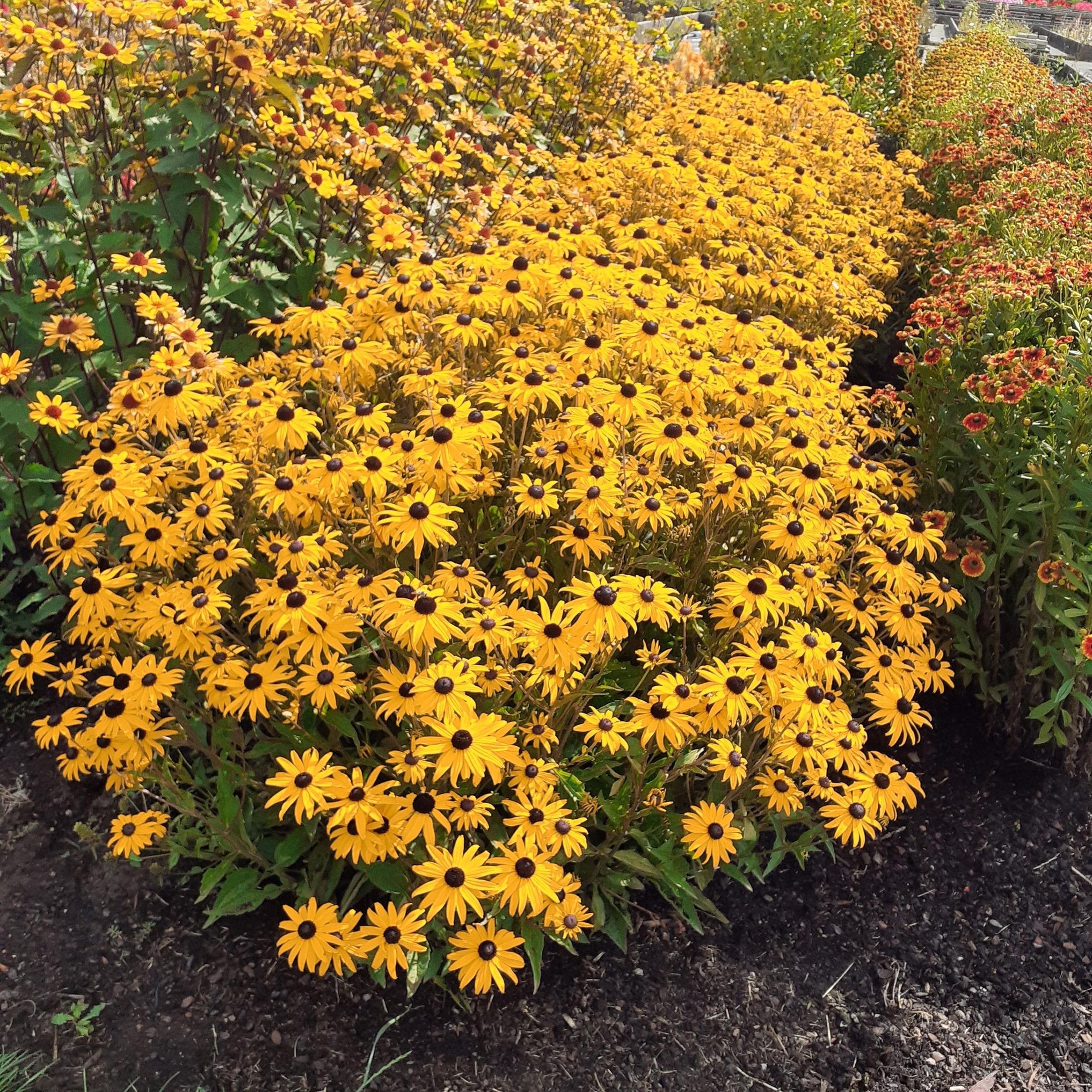 Rudbeckia 'Cappuccino' Black Eyed Susan - 3.25" Pot, SPRING PREORDER