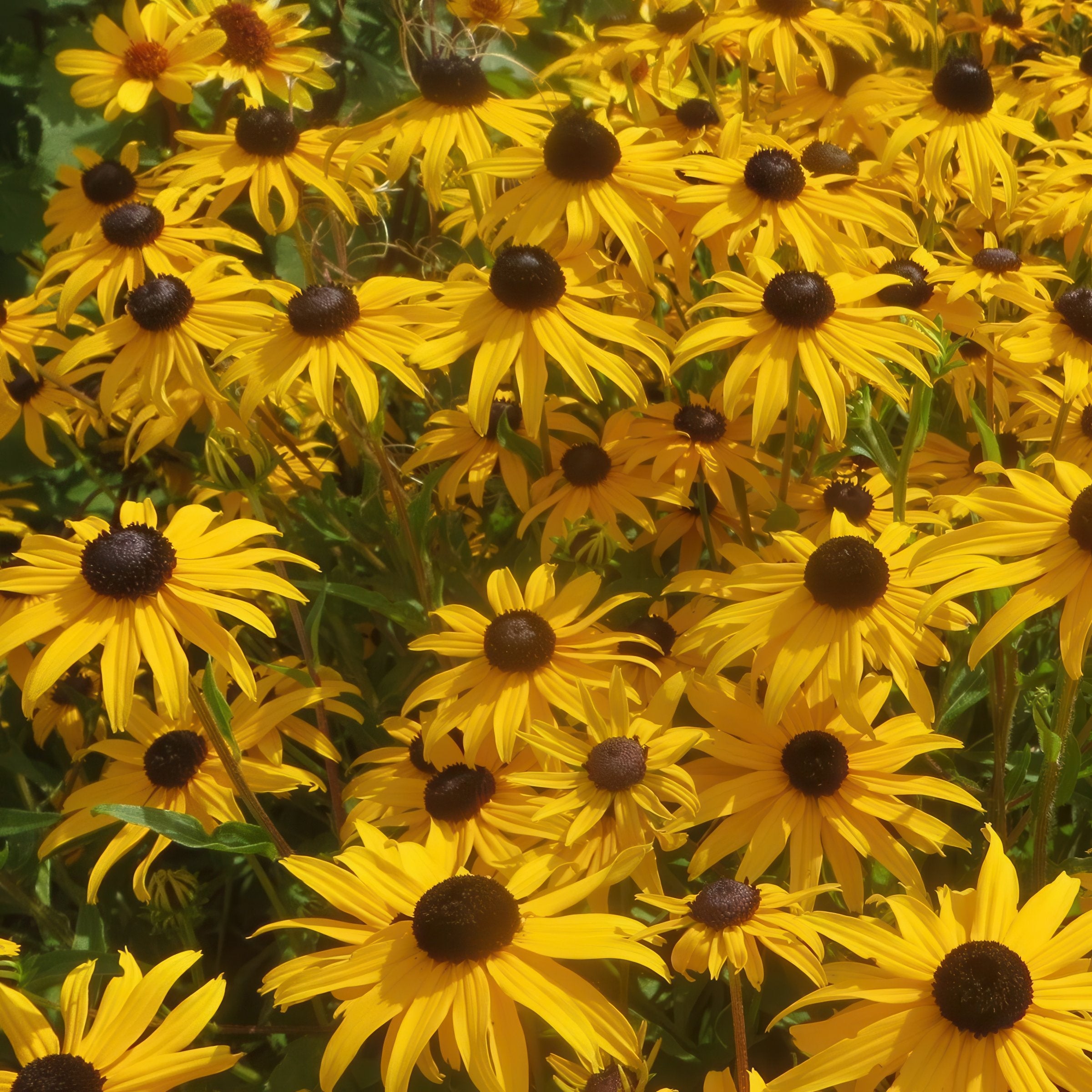 Rudbeckia 'Cappuccino' Black Eyed Susan - 3.25" Pot, SPRING PREORDER