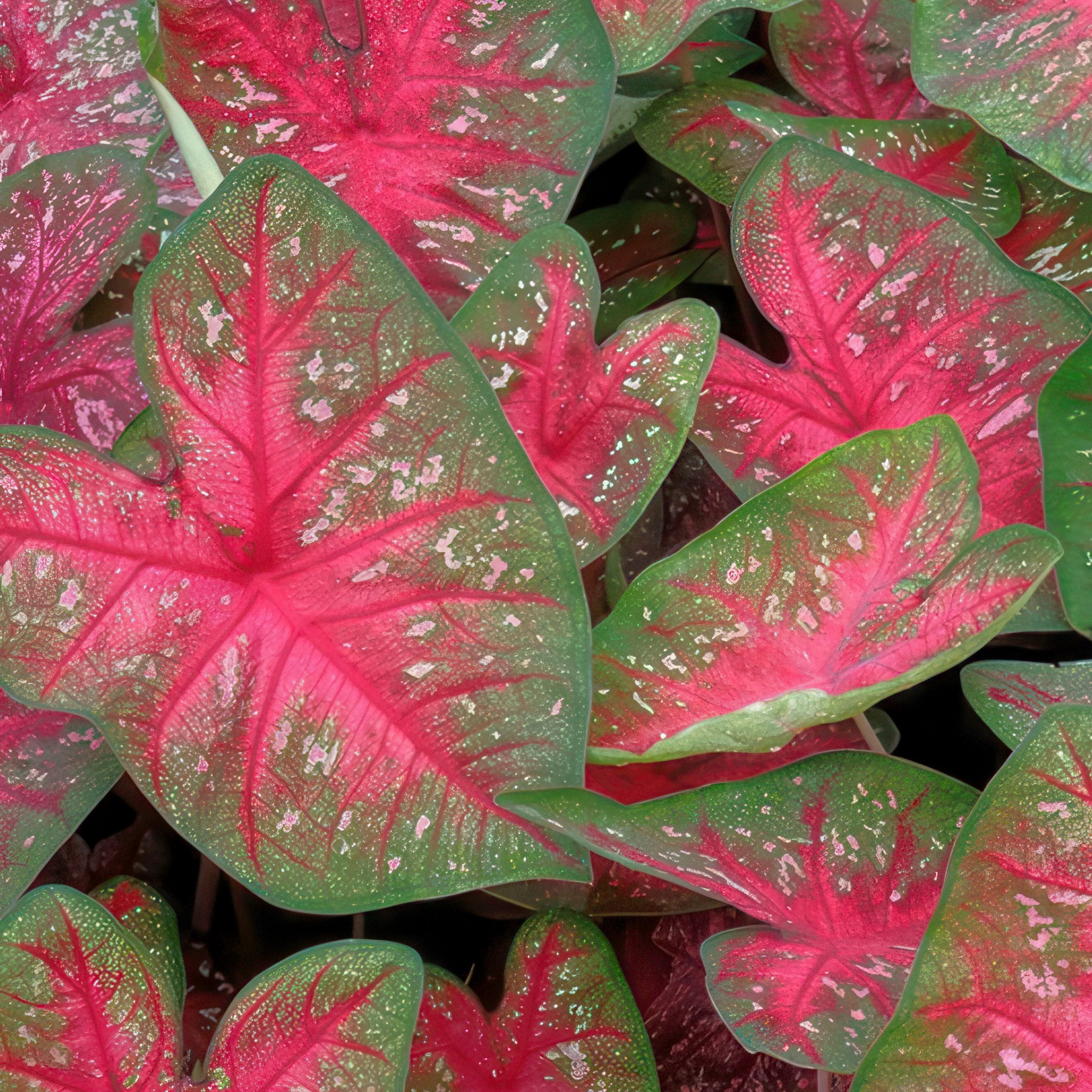'Party Punch' Caladium - 4" Pot