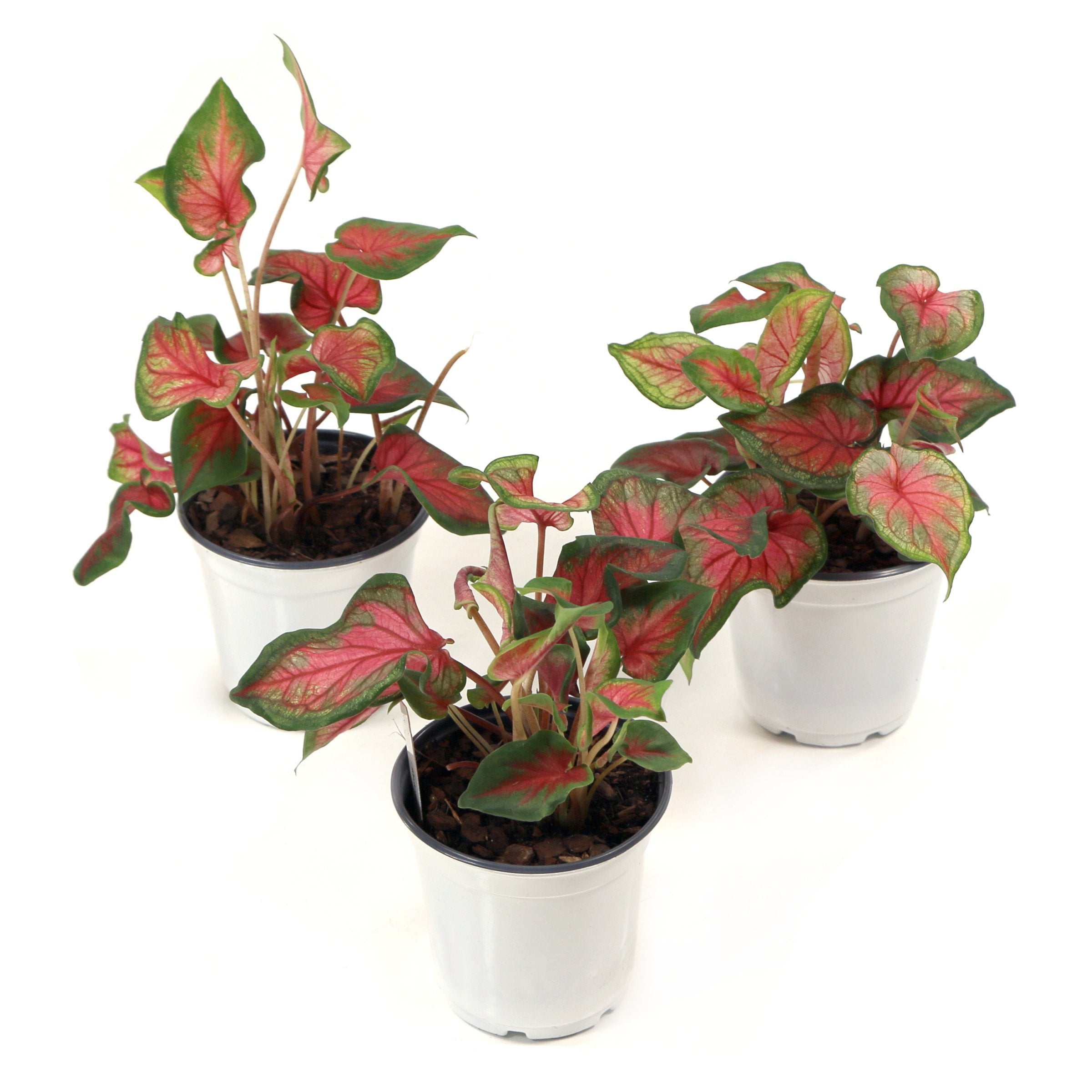 'Party Punch' Caladium - 4" Pot
