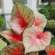 'Southern Charm' Caladium - 4" Pot