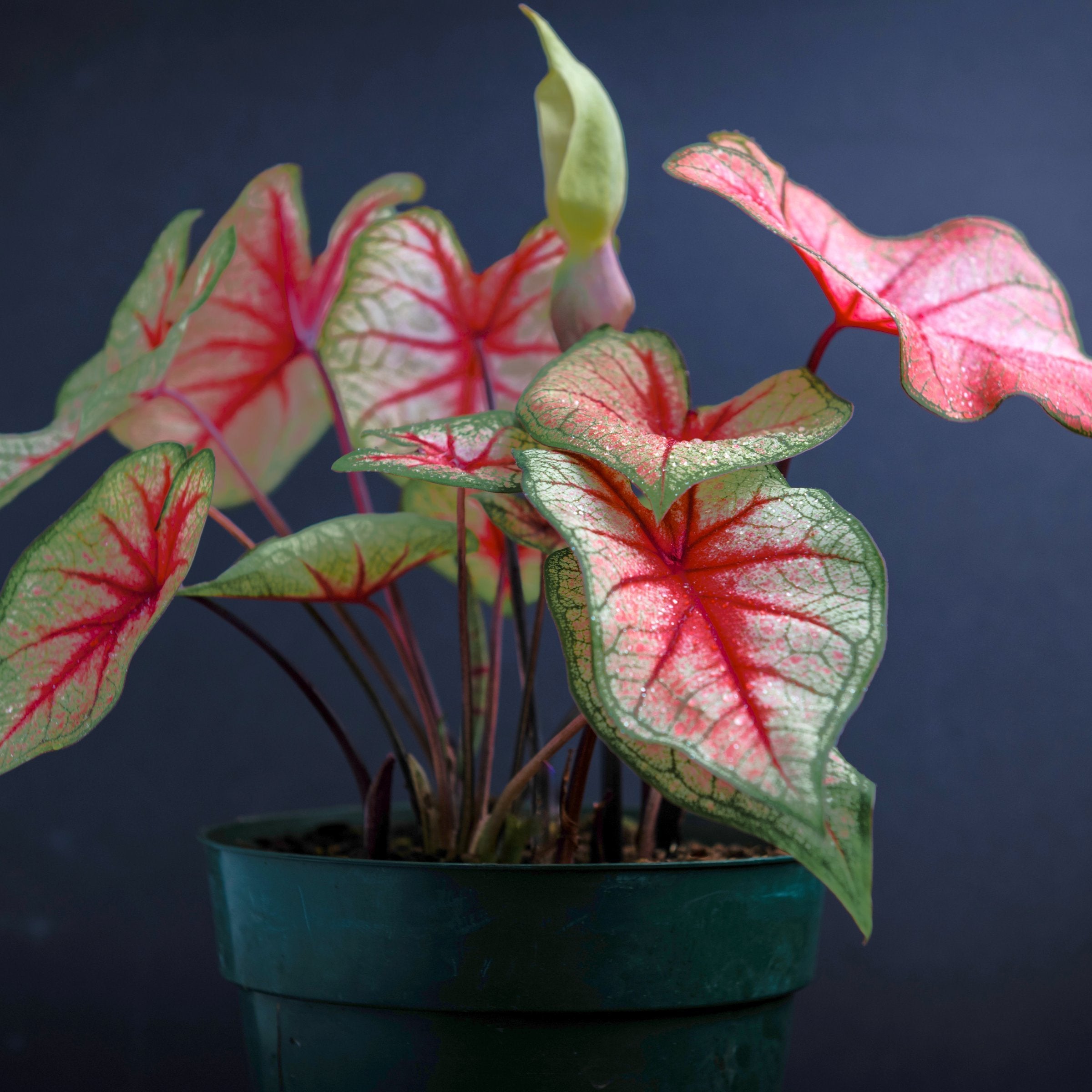 'Southern Charm' Caladium - 4" Pot