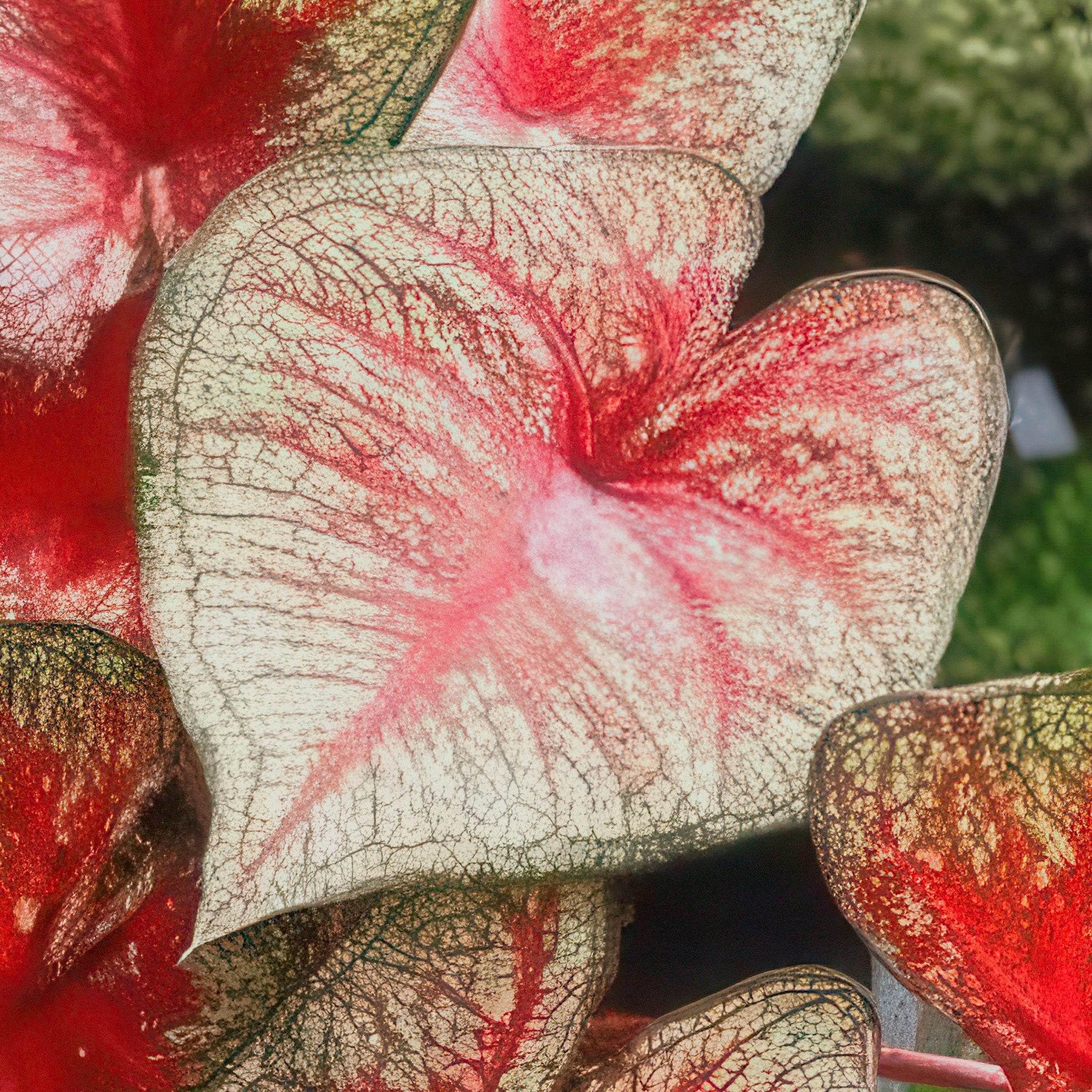 'Southern Charm' Caladium - 4" Pot