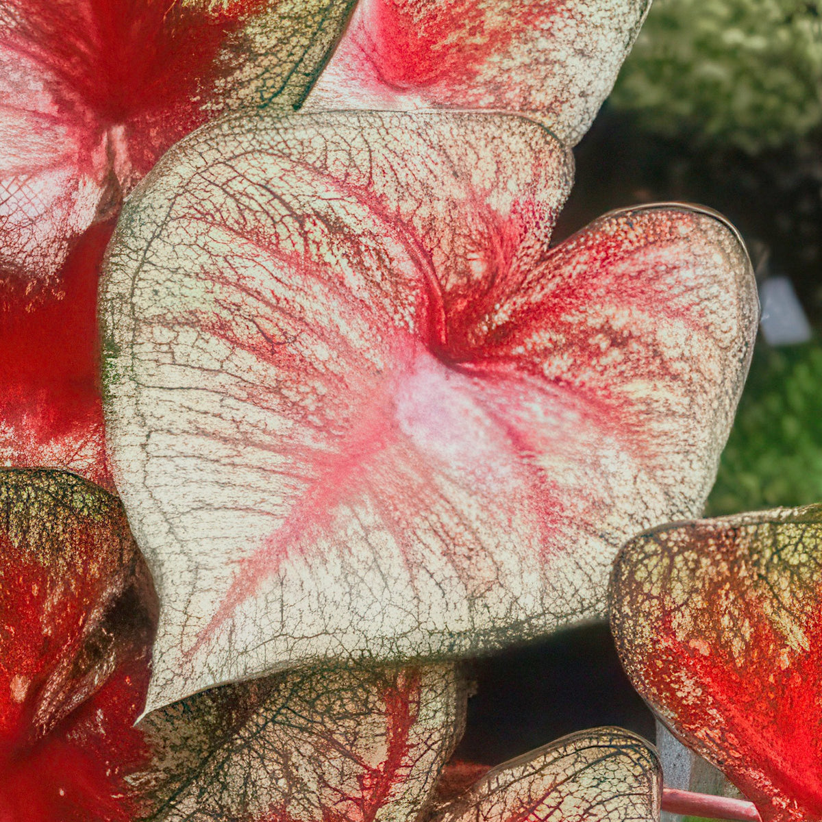 'Southern Charm' Caladium - 4" Pot (NOVEMBER PICK UP SALE)