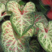 'Candyland' Caladium - 4" Pot