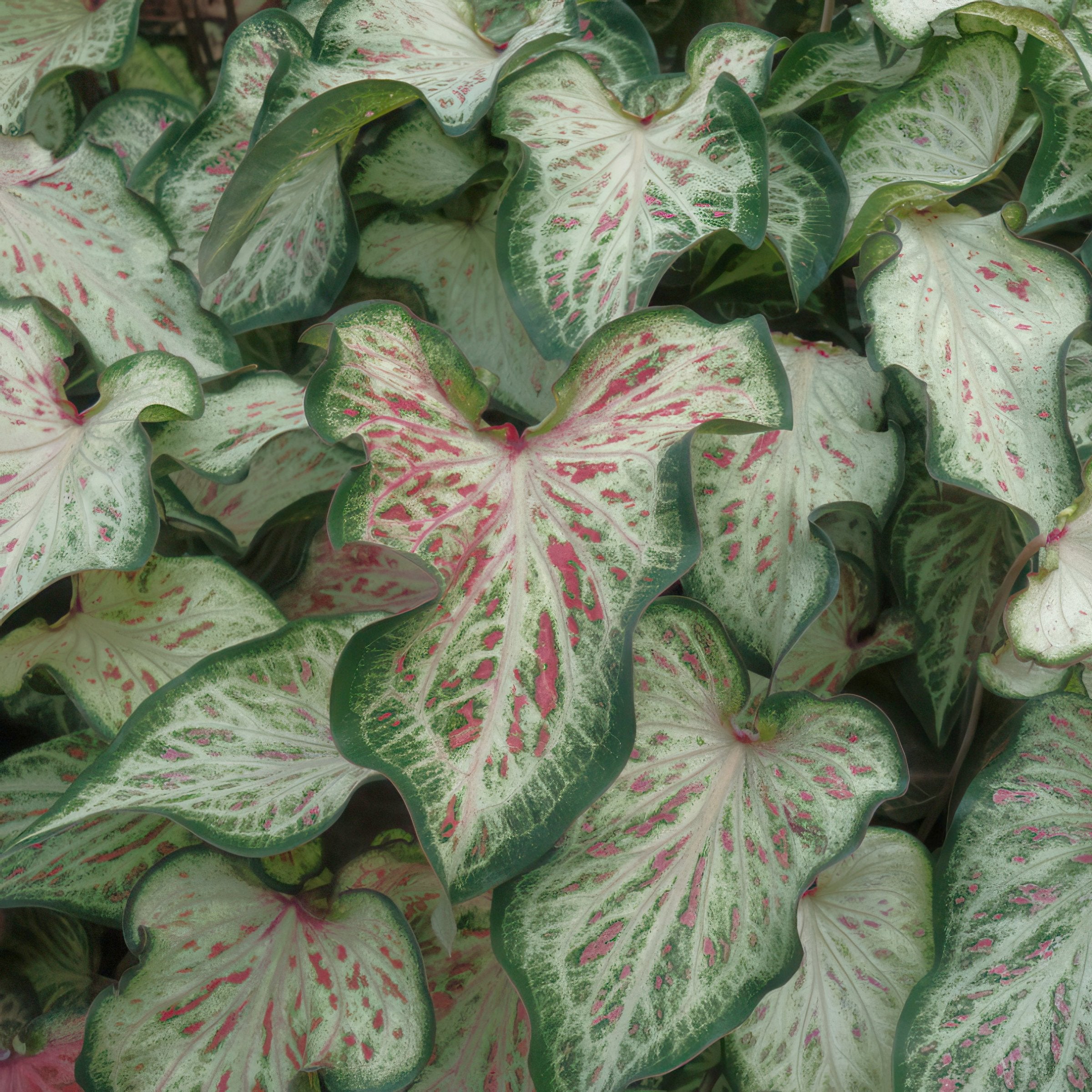 'Candyland' Caladium - 4" Pot