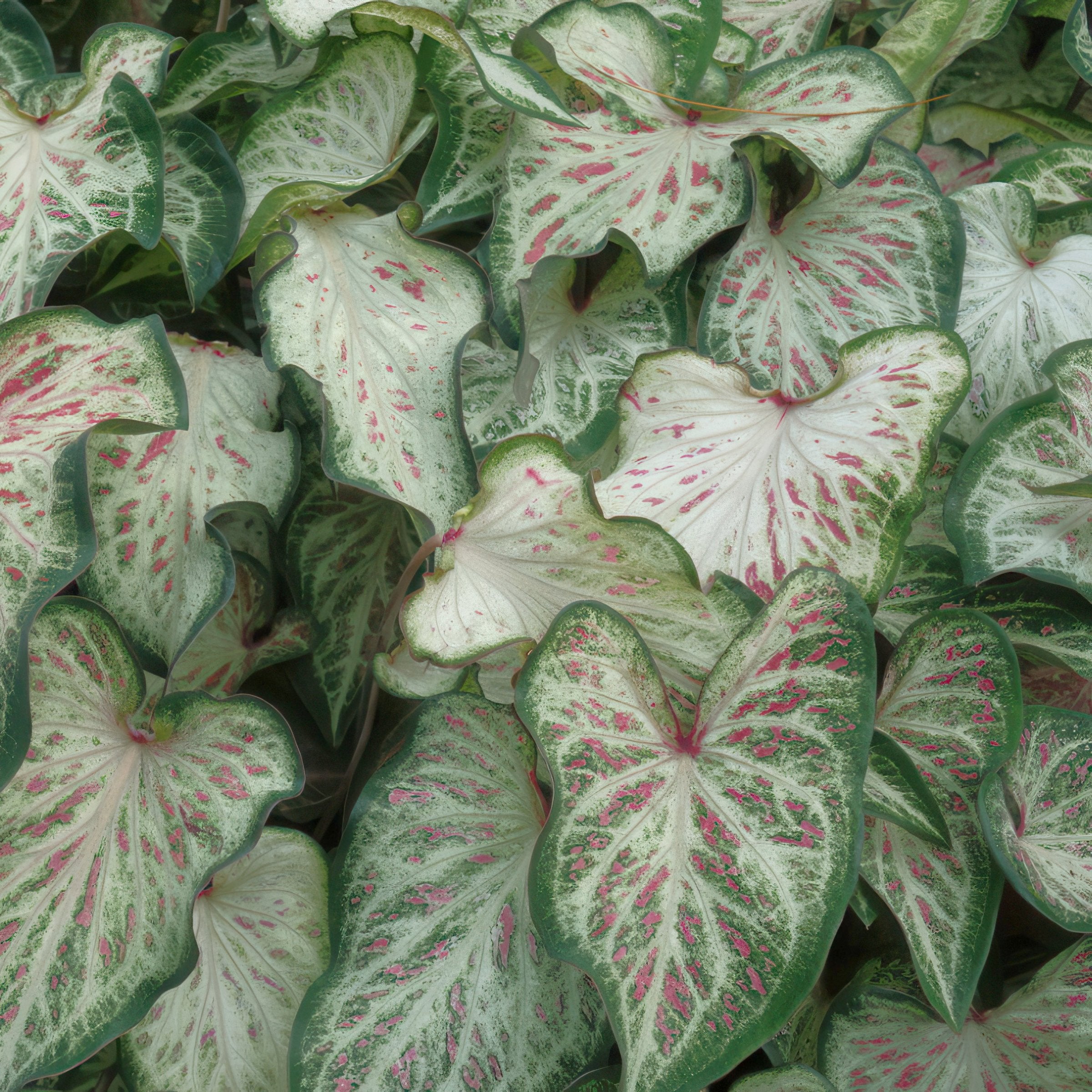 Caladium Candyland - 4" (PICK UP ONLY)