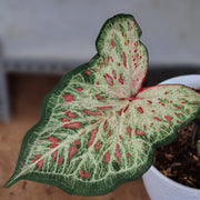 Caladium Candyland - 4" (PICK UP ONLY)