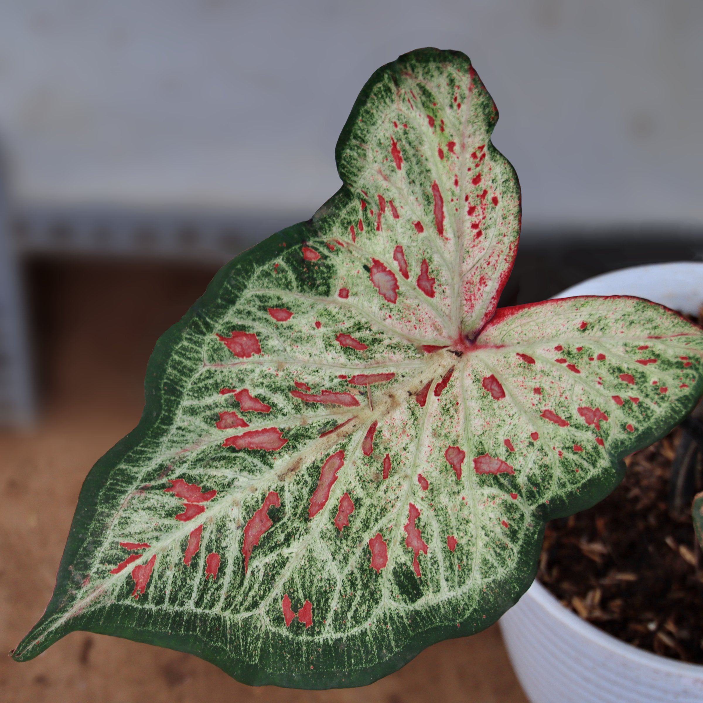 Caladium Candyland - 4" (PICK UP ONLY)