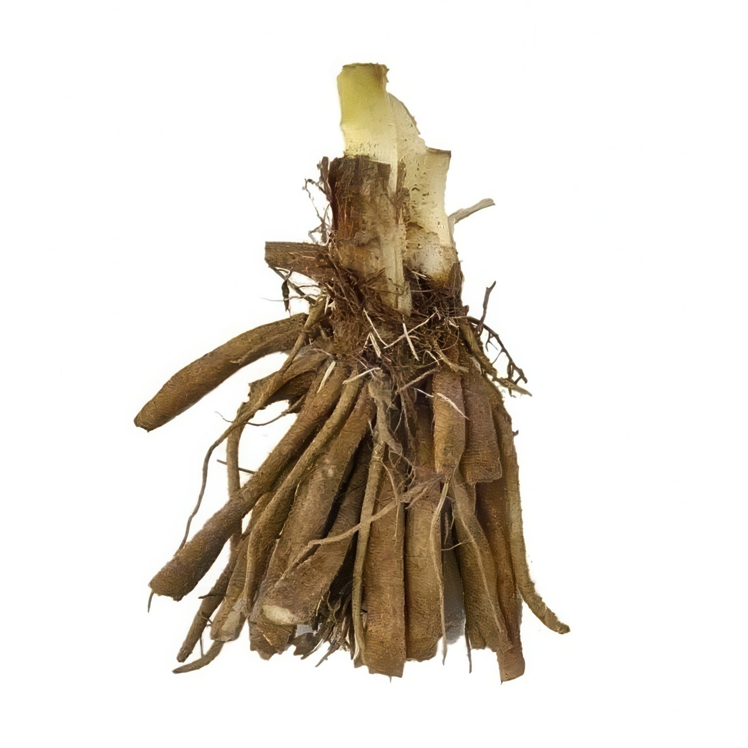 4 Piece Hemerocallis Little Grapette Daylily - Bare Root