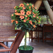 Hibiscus Peach Braided Tree - 3G Pot