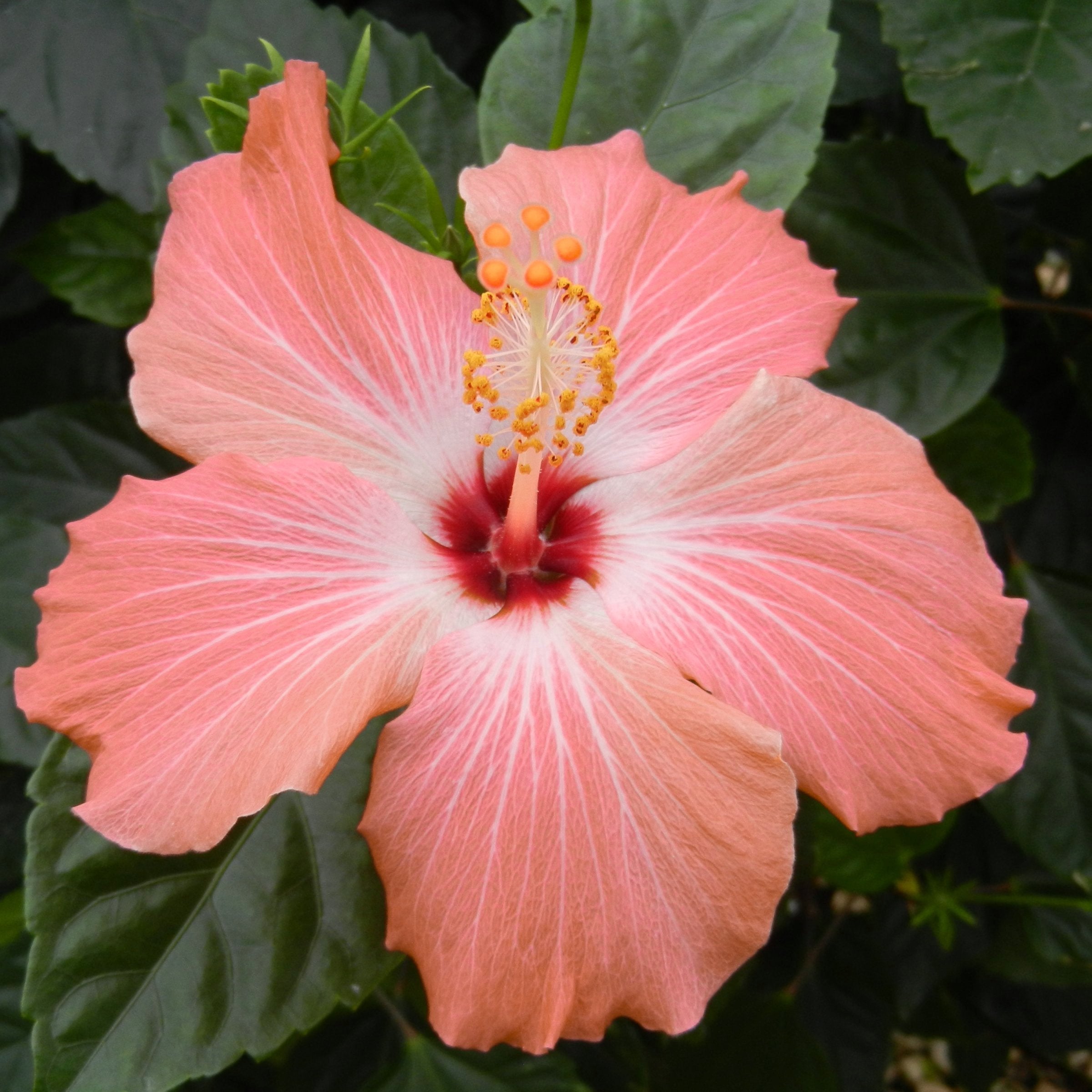 NPN1990_2gal_Hibiscus_Peach_Br