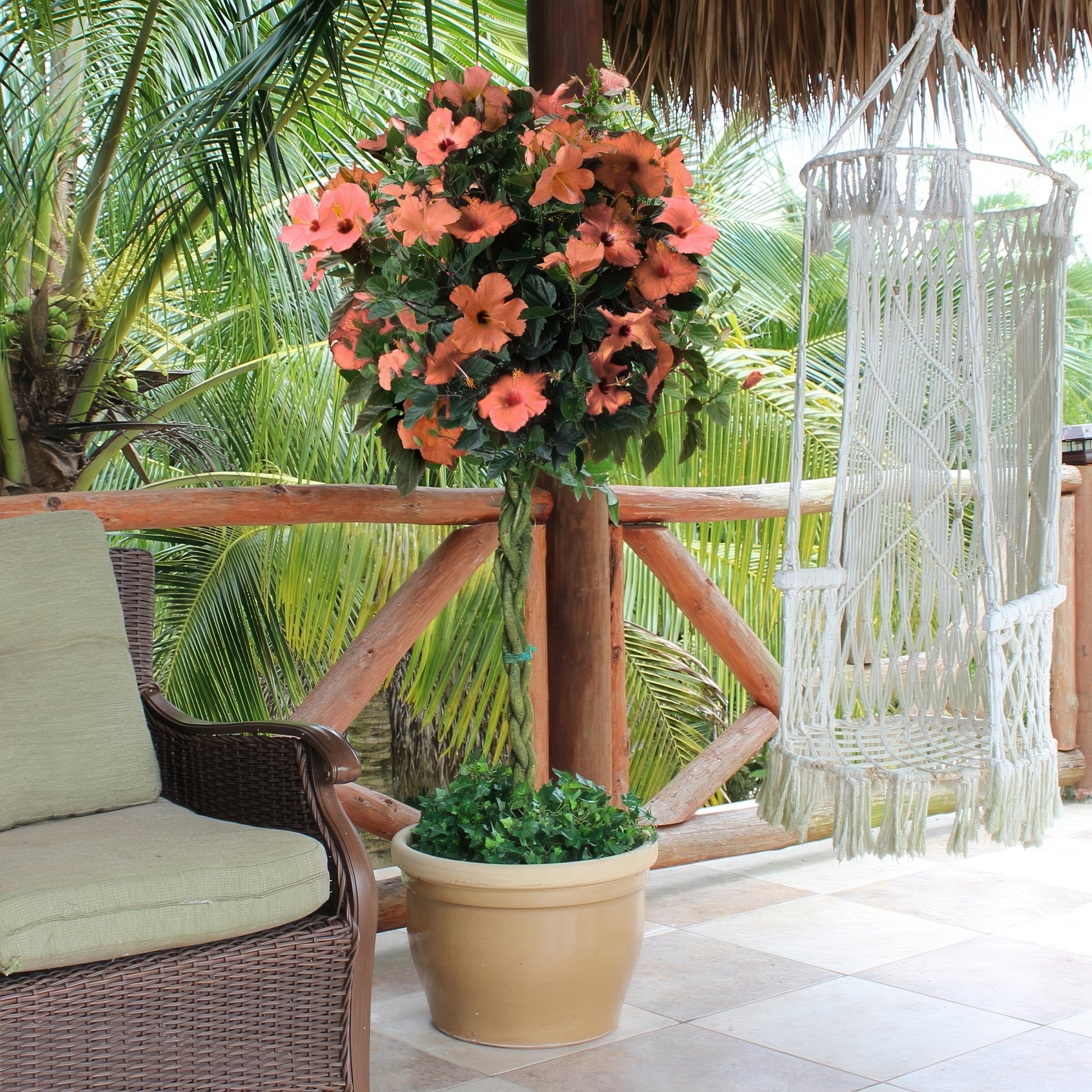 indoor hibiscus plants for sale Hibiscus Peach Braided Tree