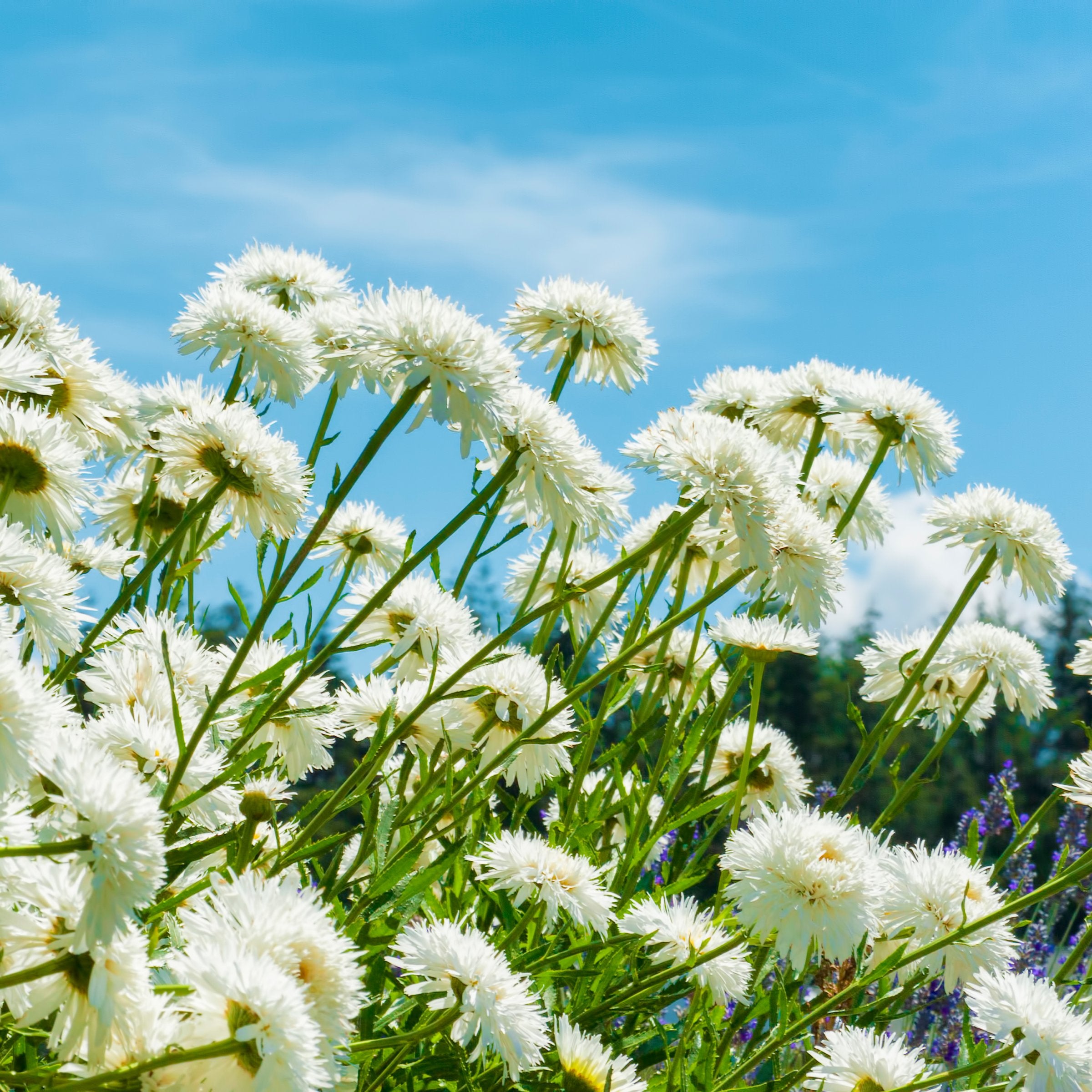 Leucanthemum 'Alaska' (Alaska Shasta Daisy)  - Bare Root (PICK UP ONLY)