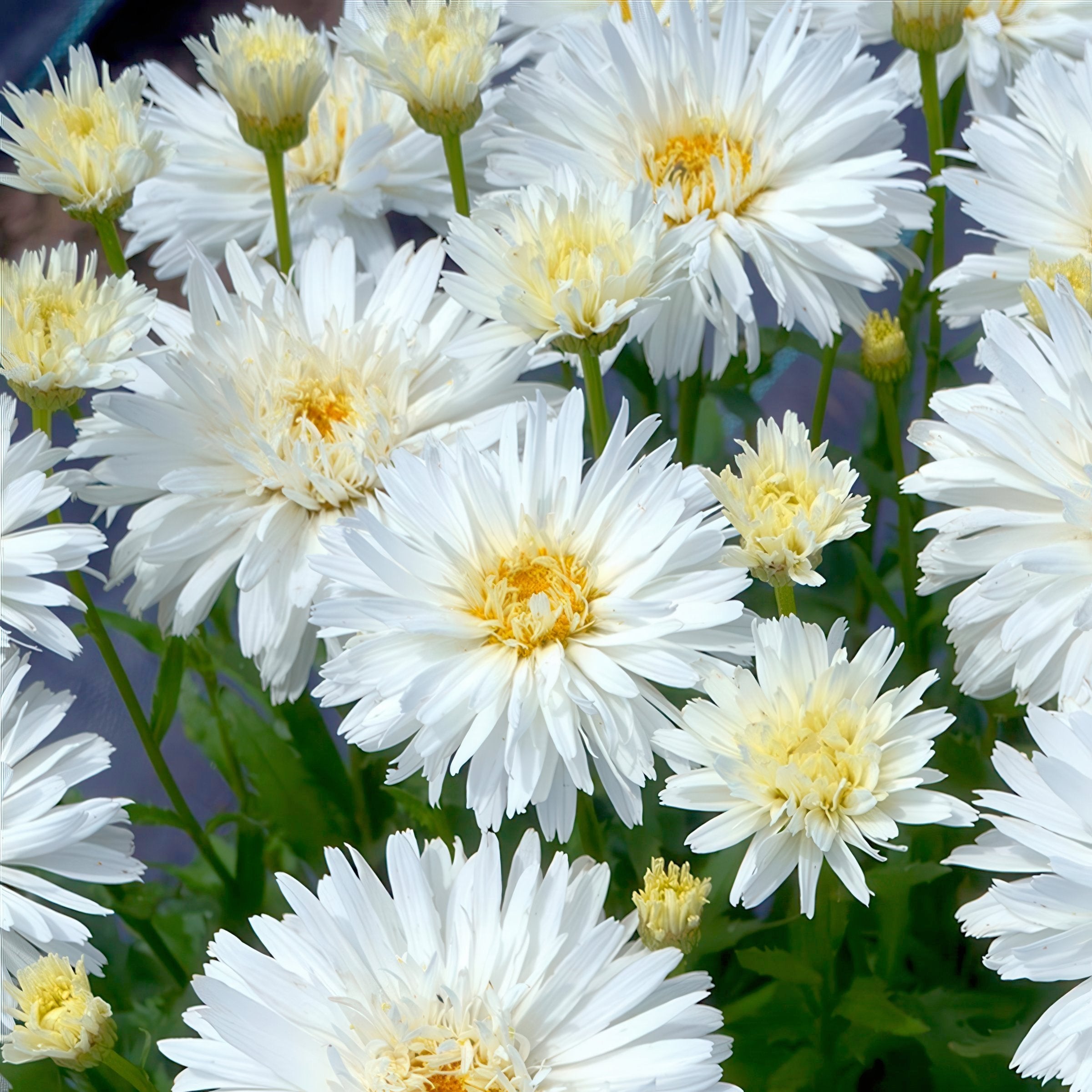Leucanthemum 'Alaska' (Alaska Shasta Daisy)  - Bare Root (PICK UP ONLY)