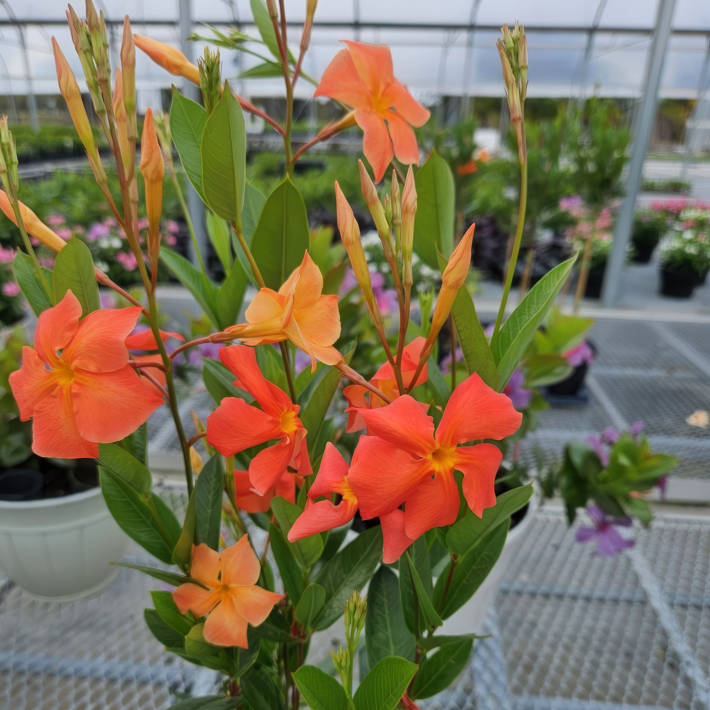 Mandevilla Sun Parasol®  Firedup Orange - 4" Pot (PICK UP ONLY)