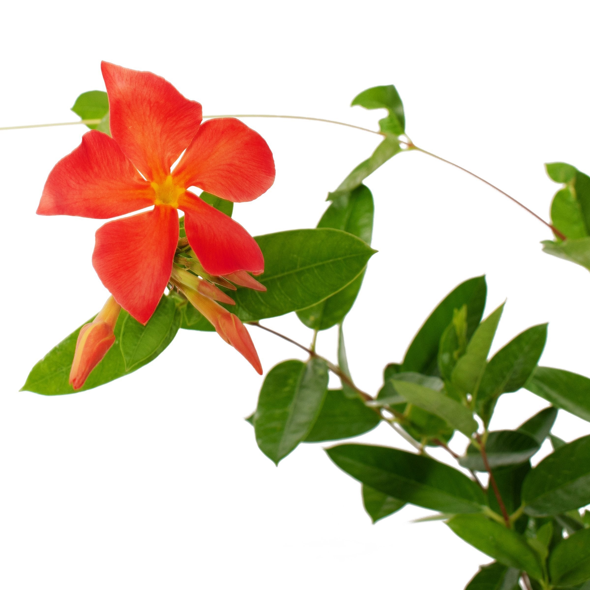 Mandevilla Sun Parasol®  Firedup Orange - 4" Pot (PICK UP ONLY)