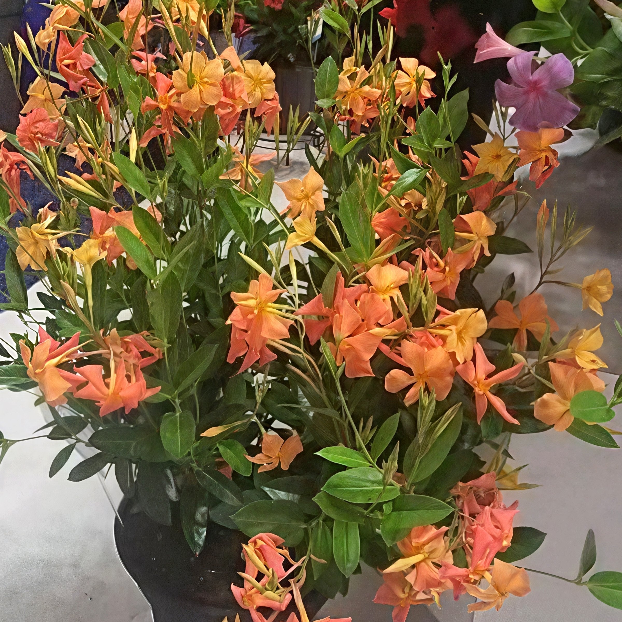 Mandevilla Sun Parasol® Firedup Orange - 4