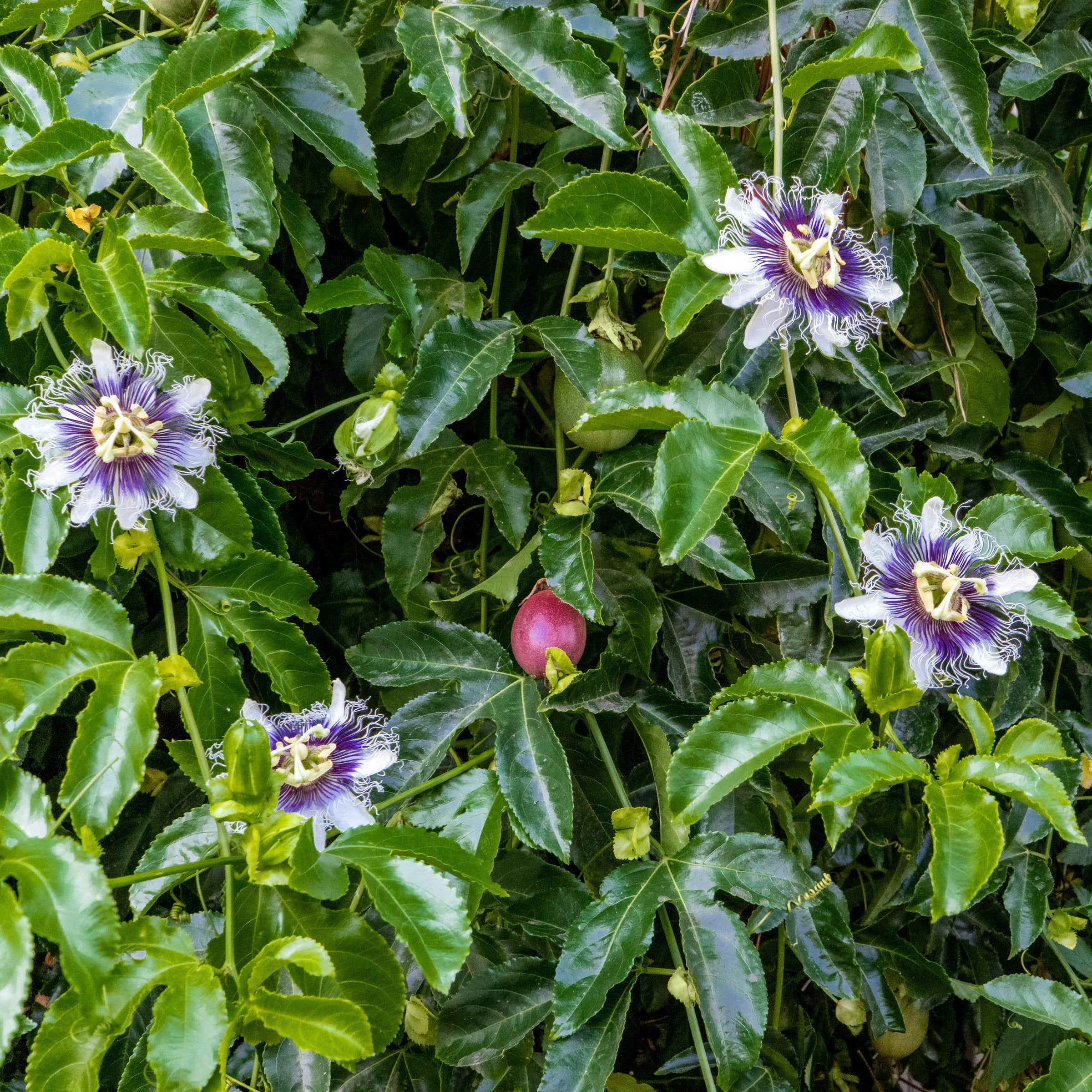 Passiflora Poppin Passion Vine - 4