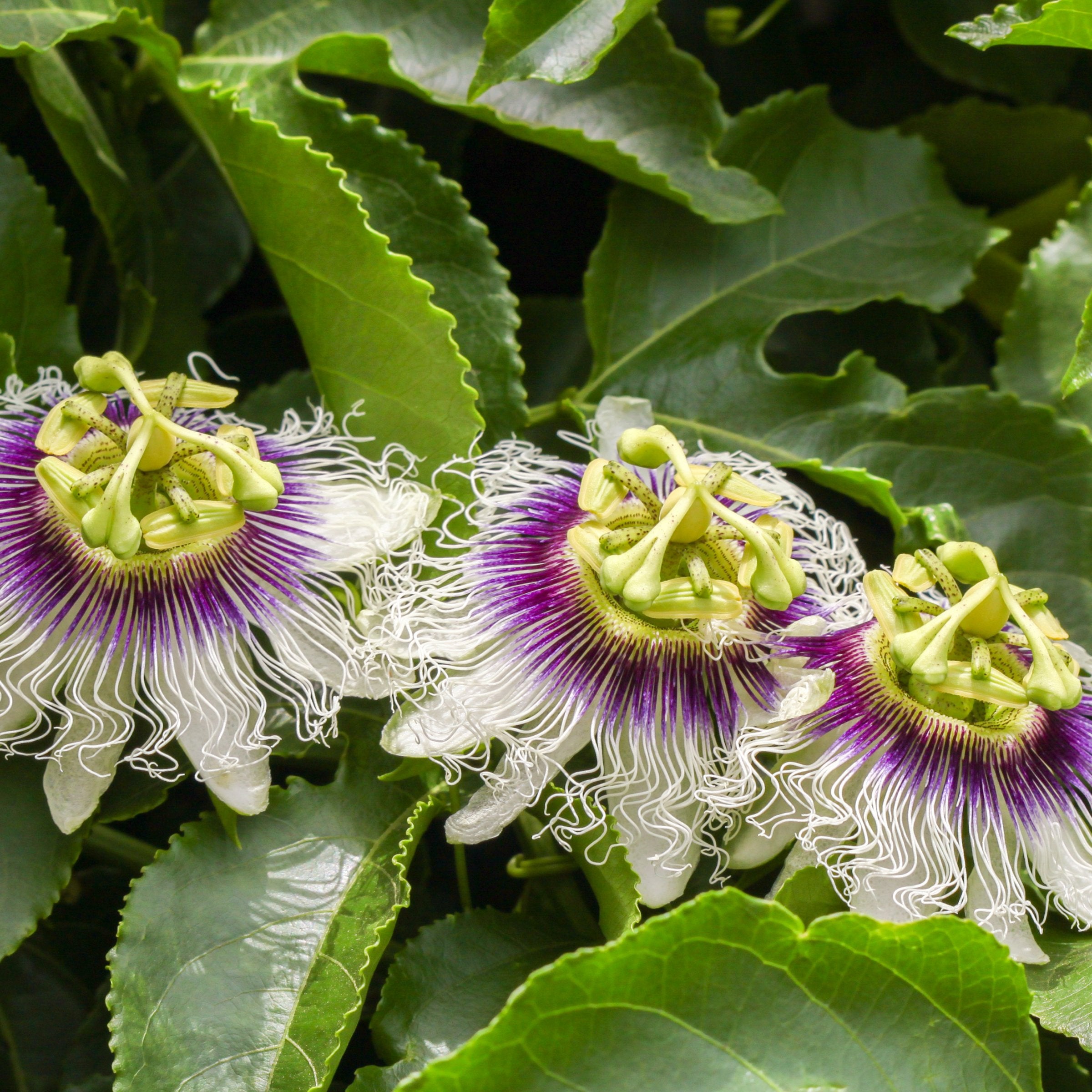 Passiflora Poppin Passion Vine -  4" Pot