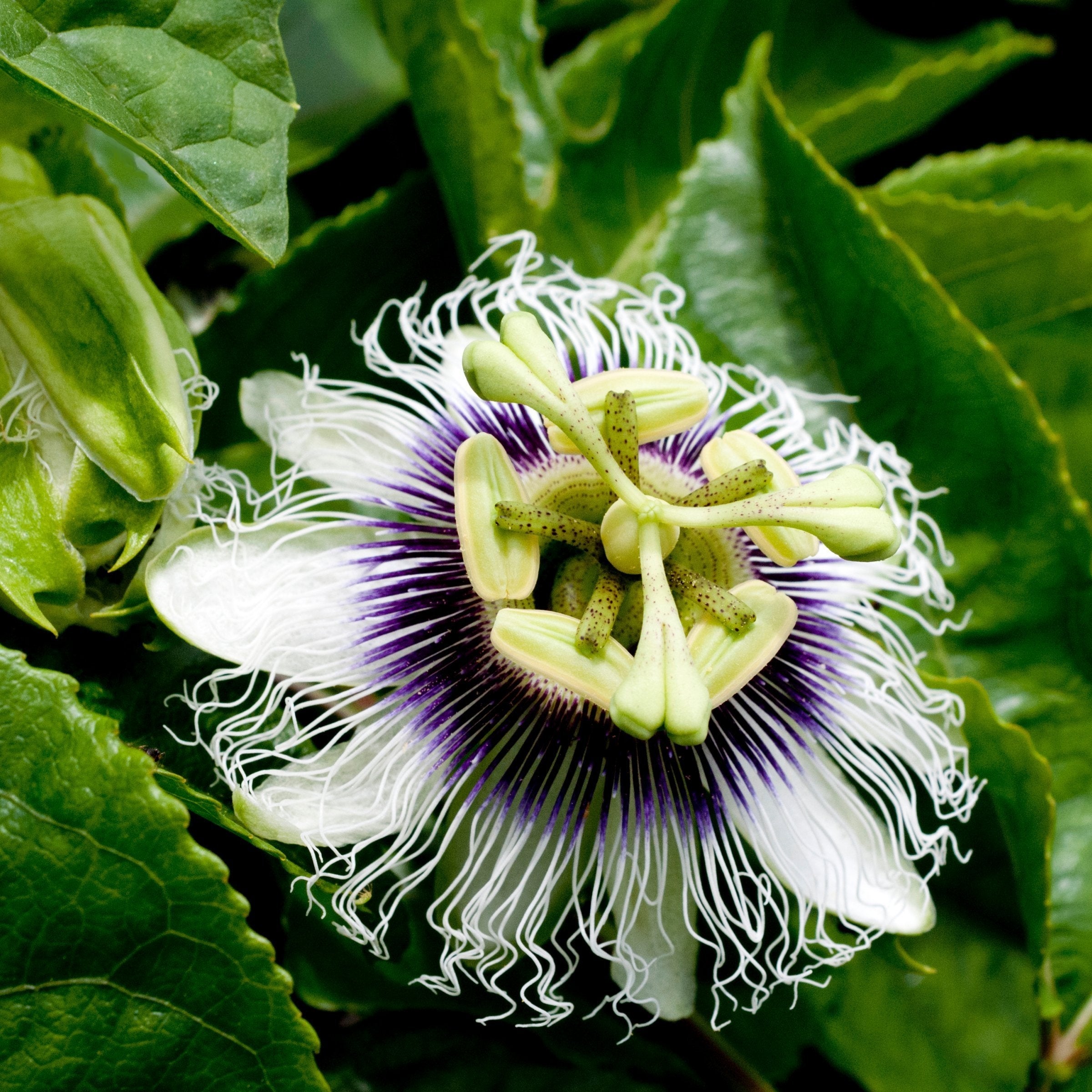 3PEACE様☆ オーガンジーフラワープリント ブルゾン Passiflora Poppin Passion Vine - 4