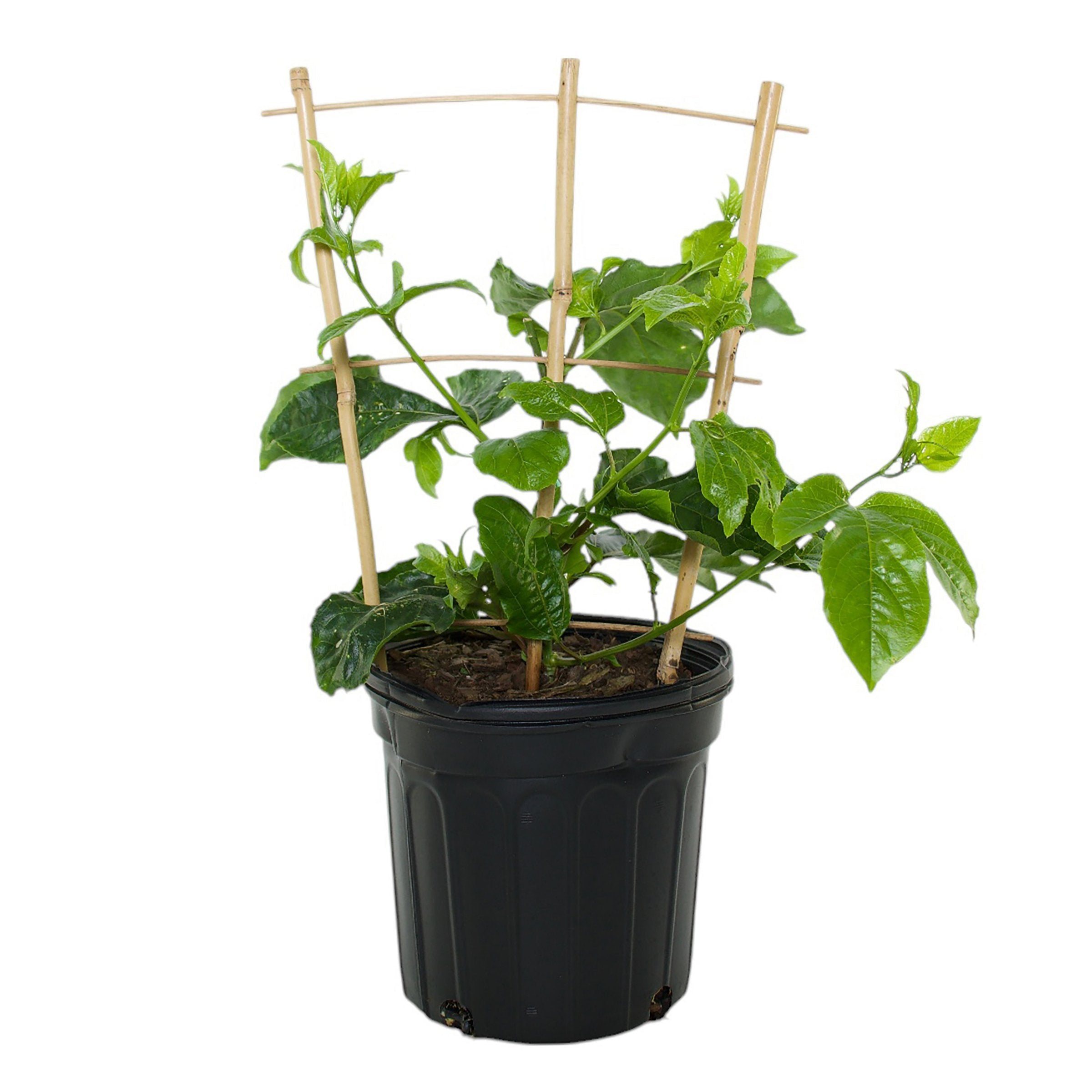 Passiflora Poppin Passion - 1 Gallon Pot
