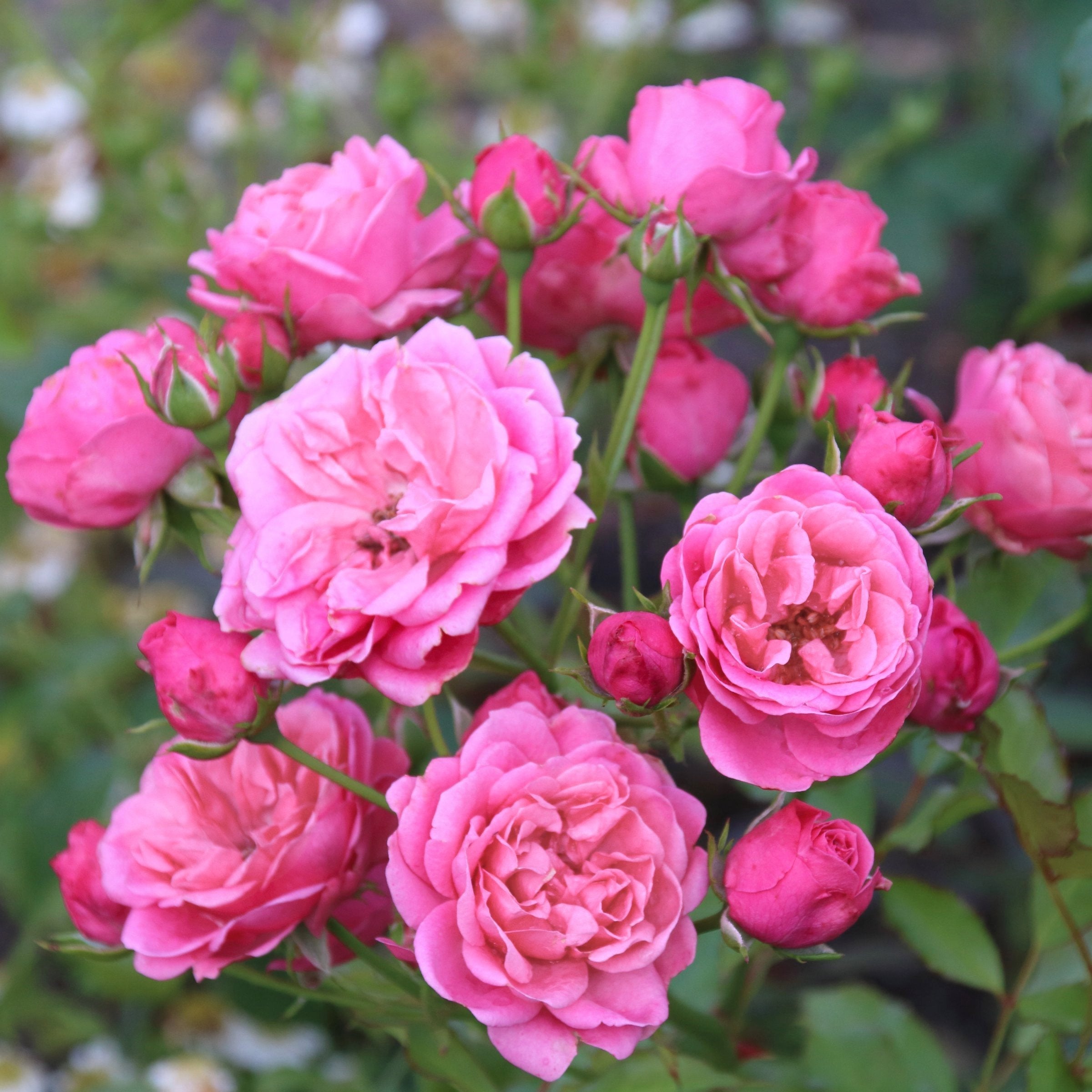 Rosa, TREE Pink MiniFlora Rose - 3G Pot