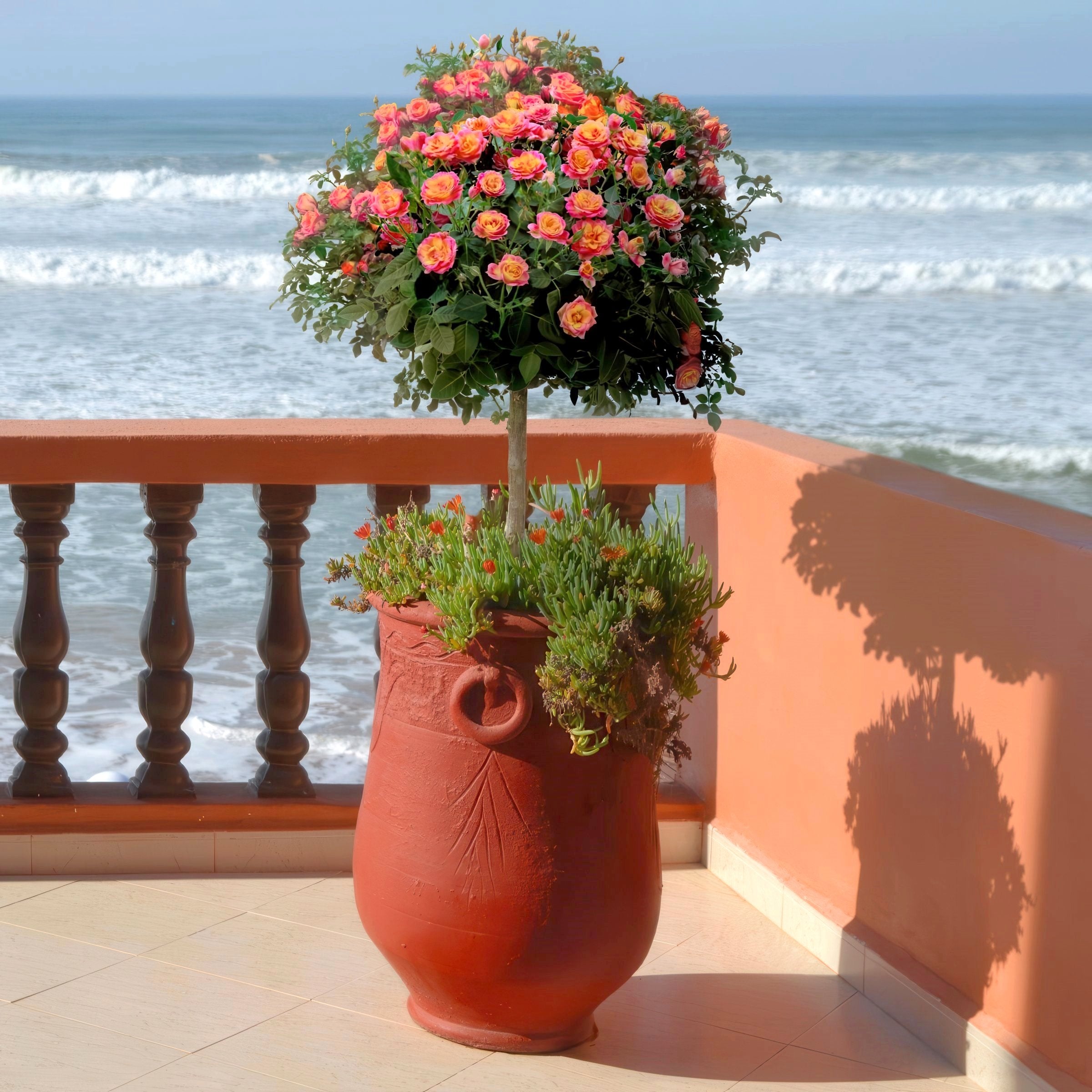 Rainbow MiniFlora Tree Rose - 24" Bare Root