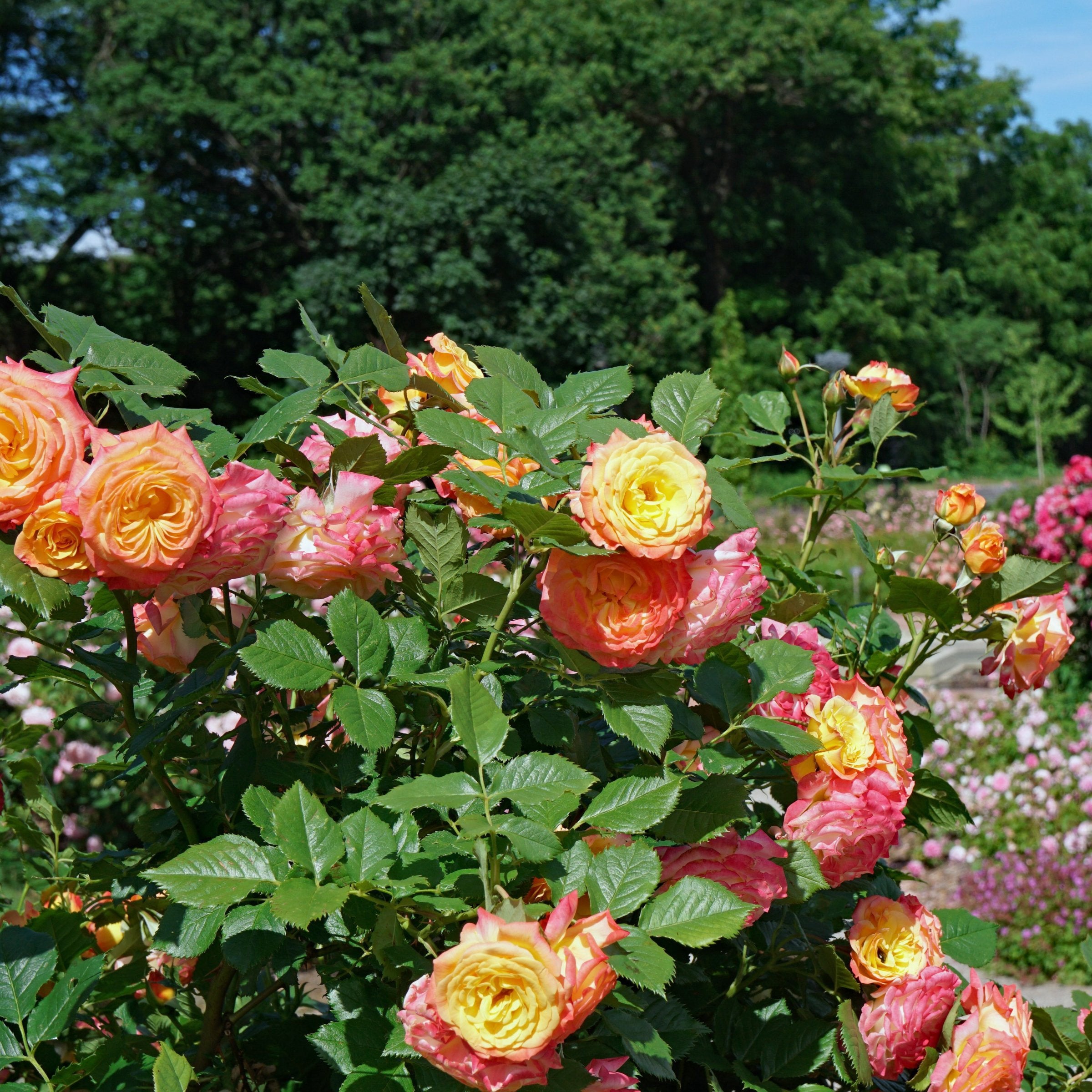 Rainbow MiniFlora Tree Rose - 24" Bare Root