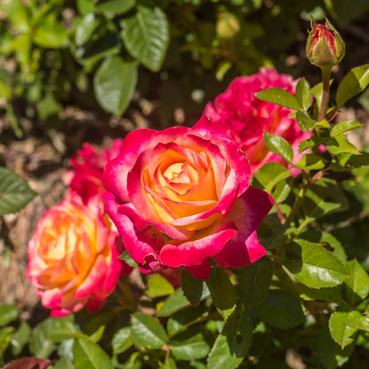 Roses – Cottage Farms