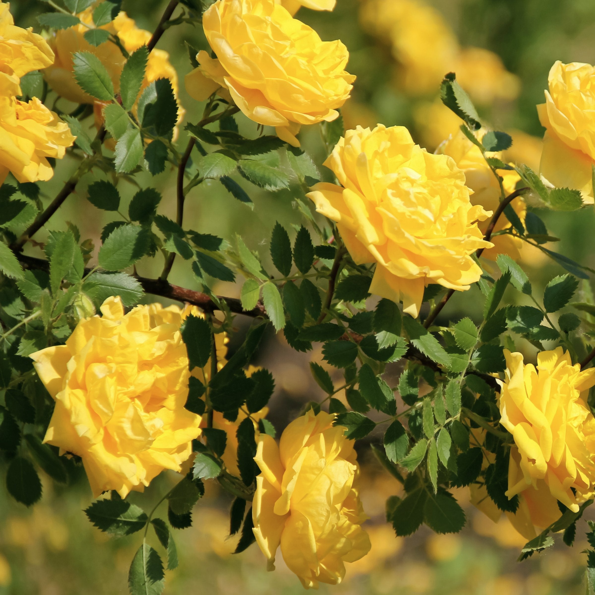 Rosa, Miniflora 'Yellow' Rose - 2.5" Pot