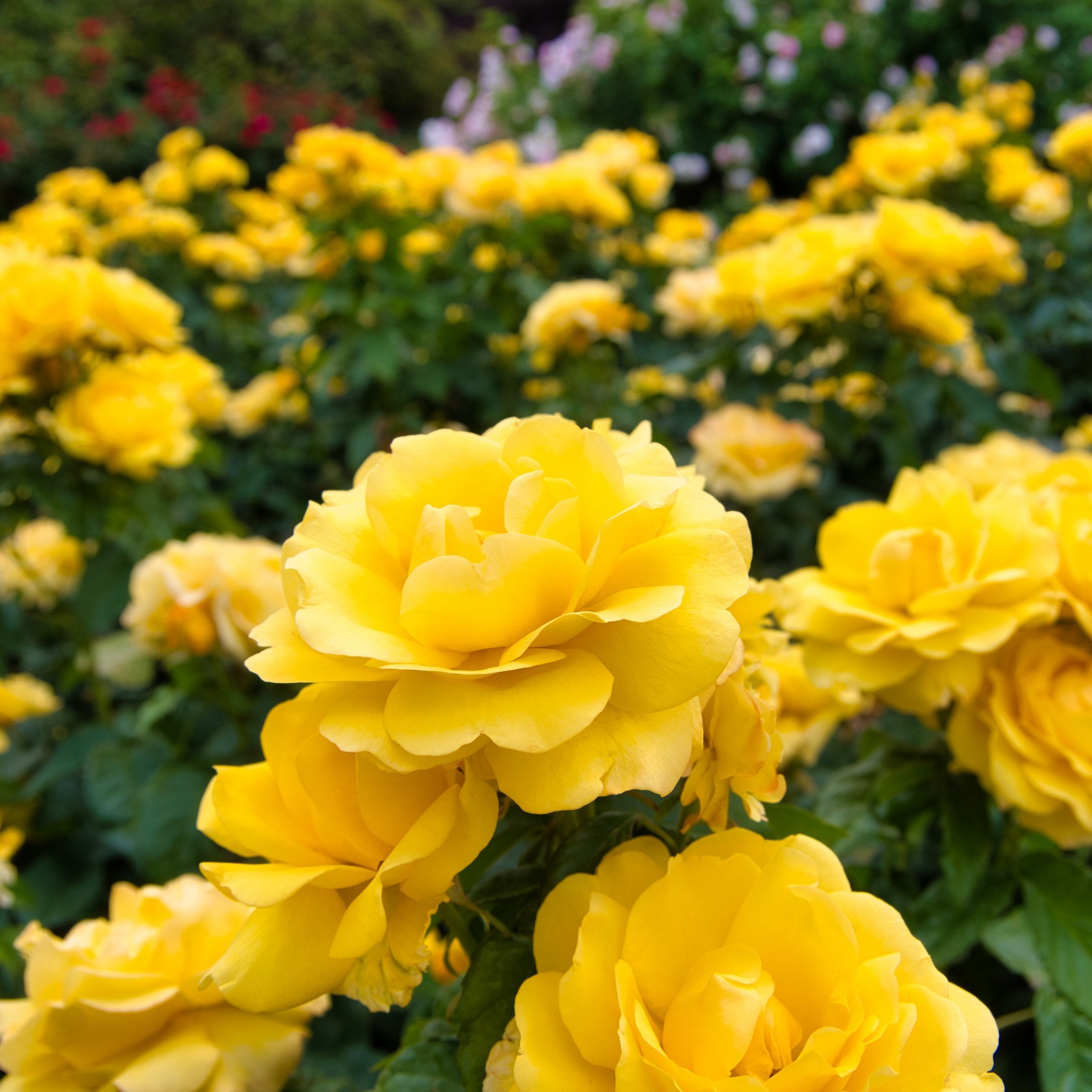 Rosa, Miniflora 'Yellow' Rose - 2.5" Pot