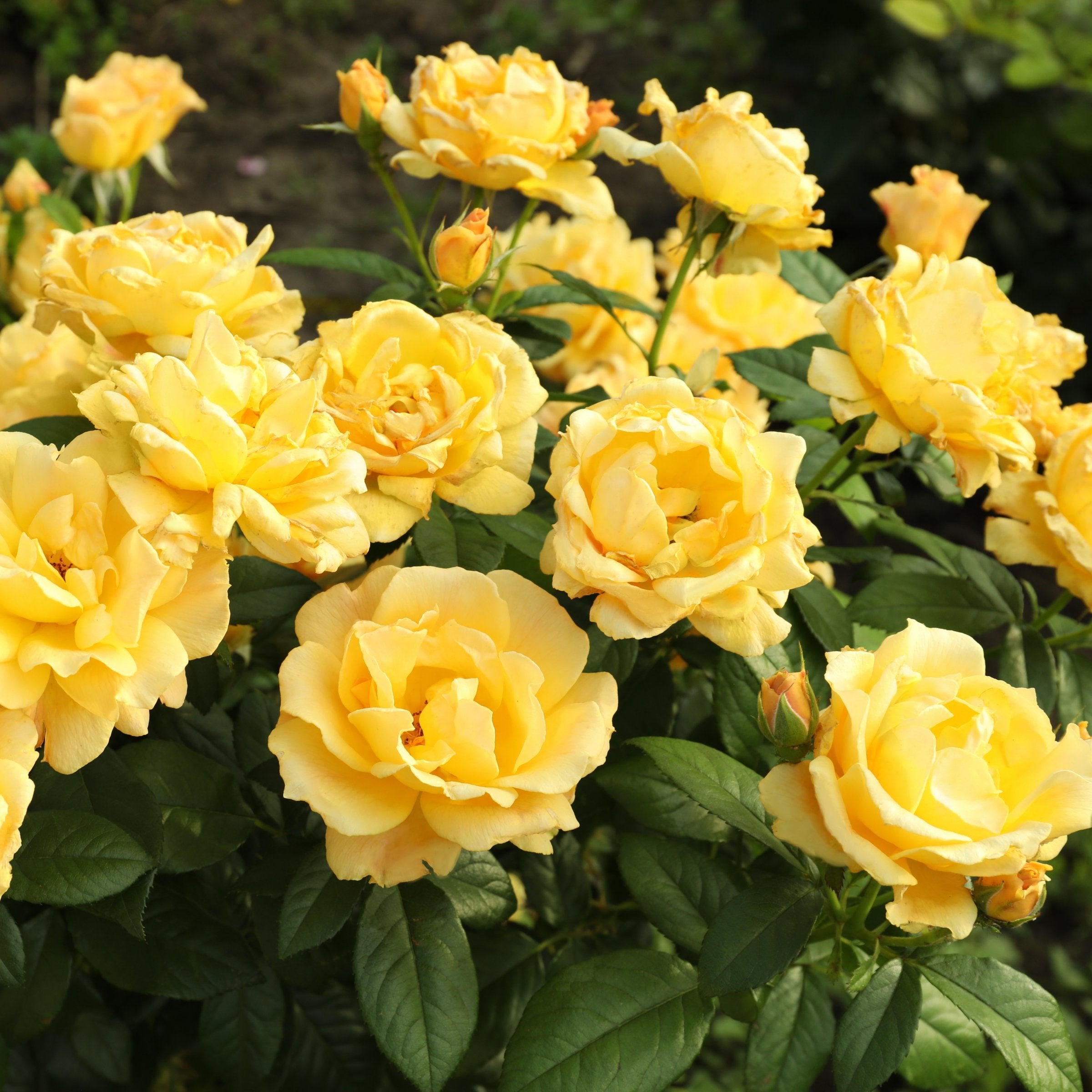 Rosa, Miniflora 'Yellow' Rose - 2.5" Pot