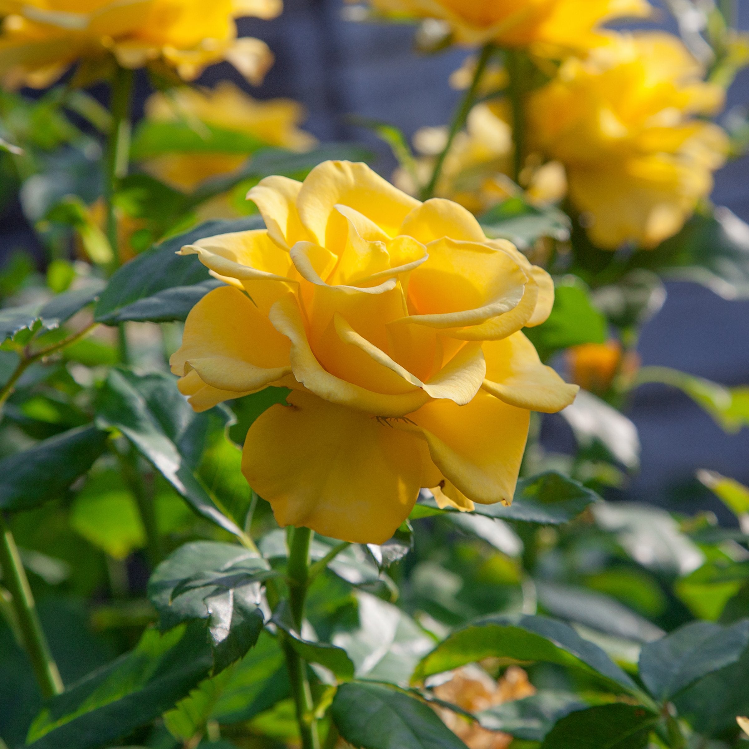 Rosa, Miniflora 'Yellow' Rose - 2.5" Pot