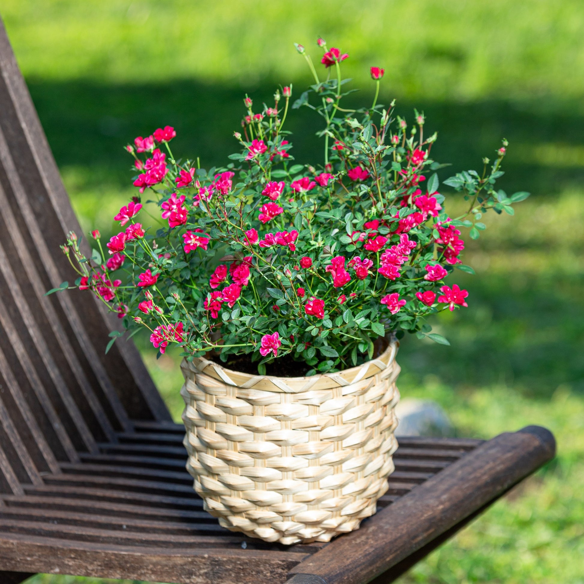small indoor rose plants Pinku Mini Rose