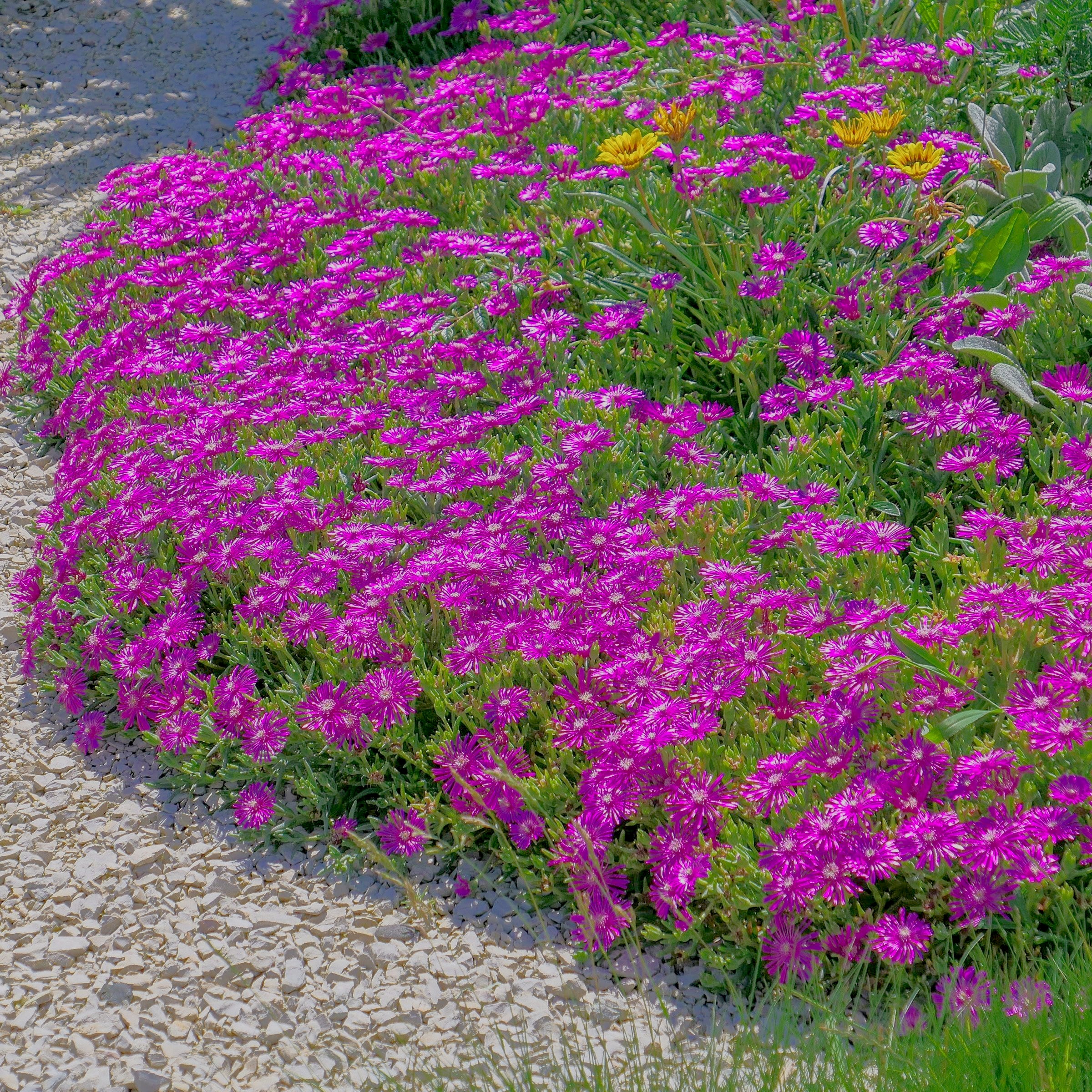 4 Piece Delosperma 'Ocean Sunset™ Violet' - 2.5" Pot