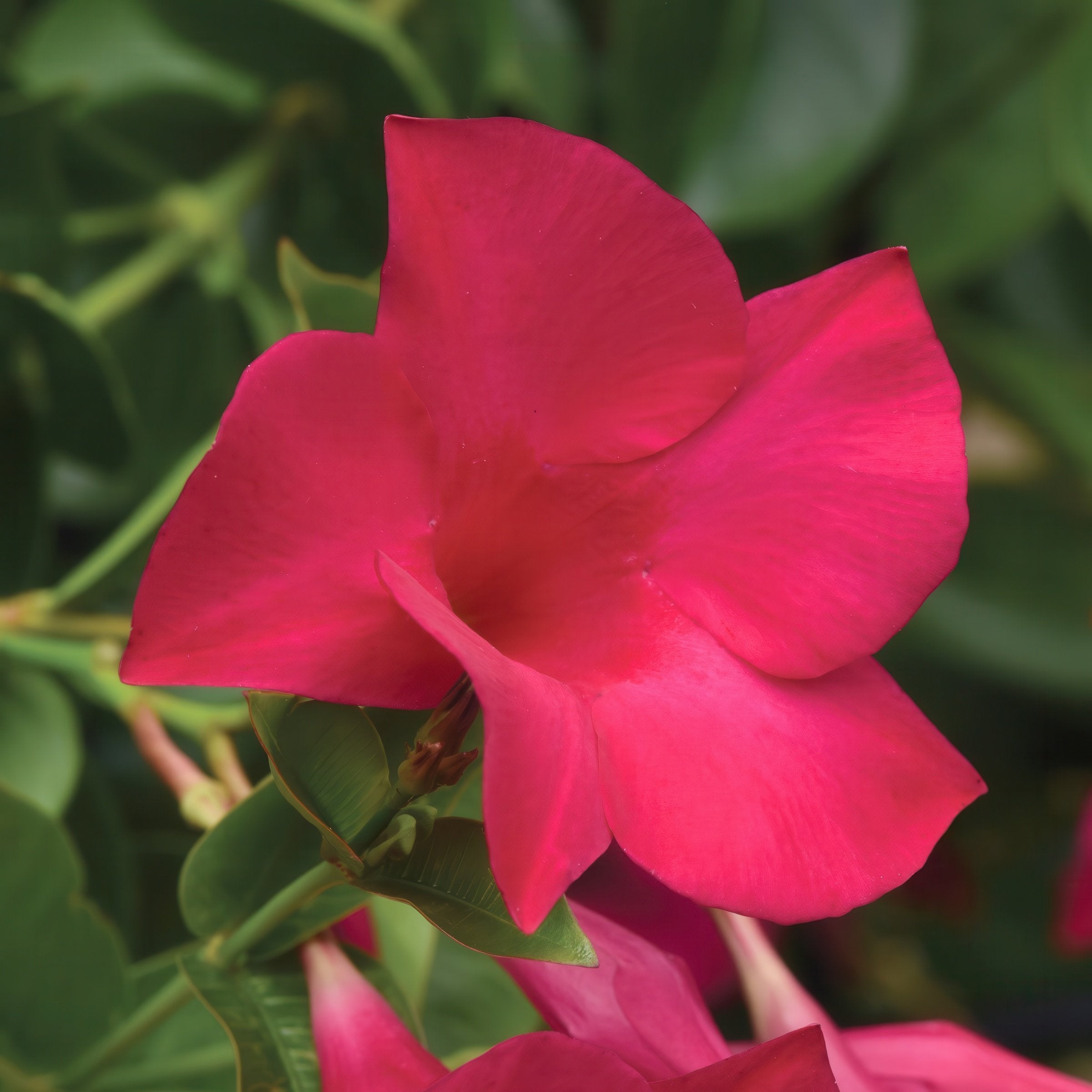 Mandevilla Tropica™ Unico Fuchsia - 4" Pot, THE BIG PLANT SALE