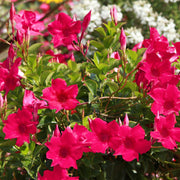 Mandevilla Tropica™ Unico Fuchsia - 4" Pot, THE BIG PLANT SALE