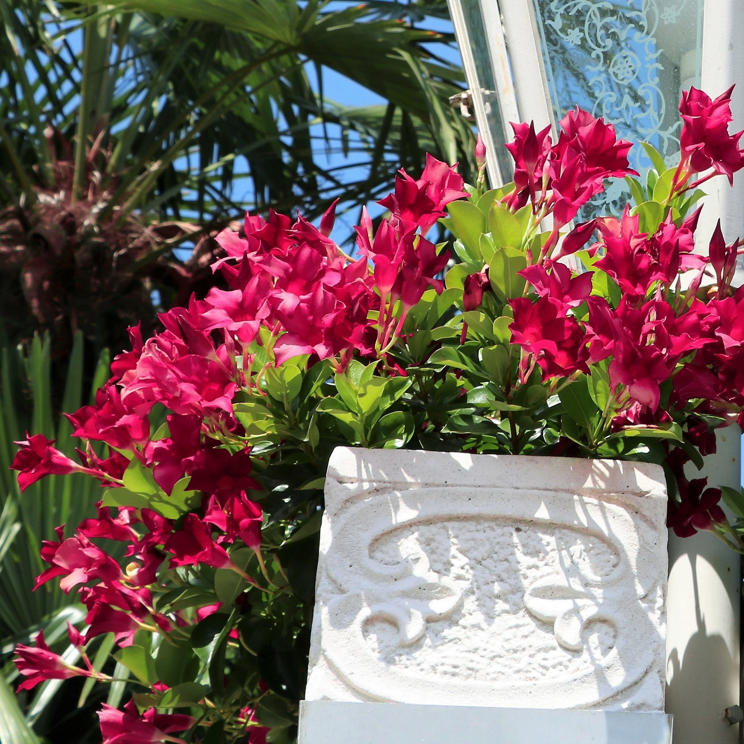 Mandevilla Tropica™ Unico Fuchsia - 4" Pot, THE BIG PLANT SALE