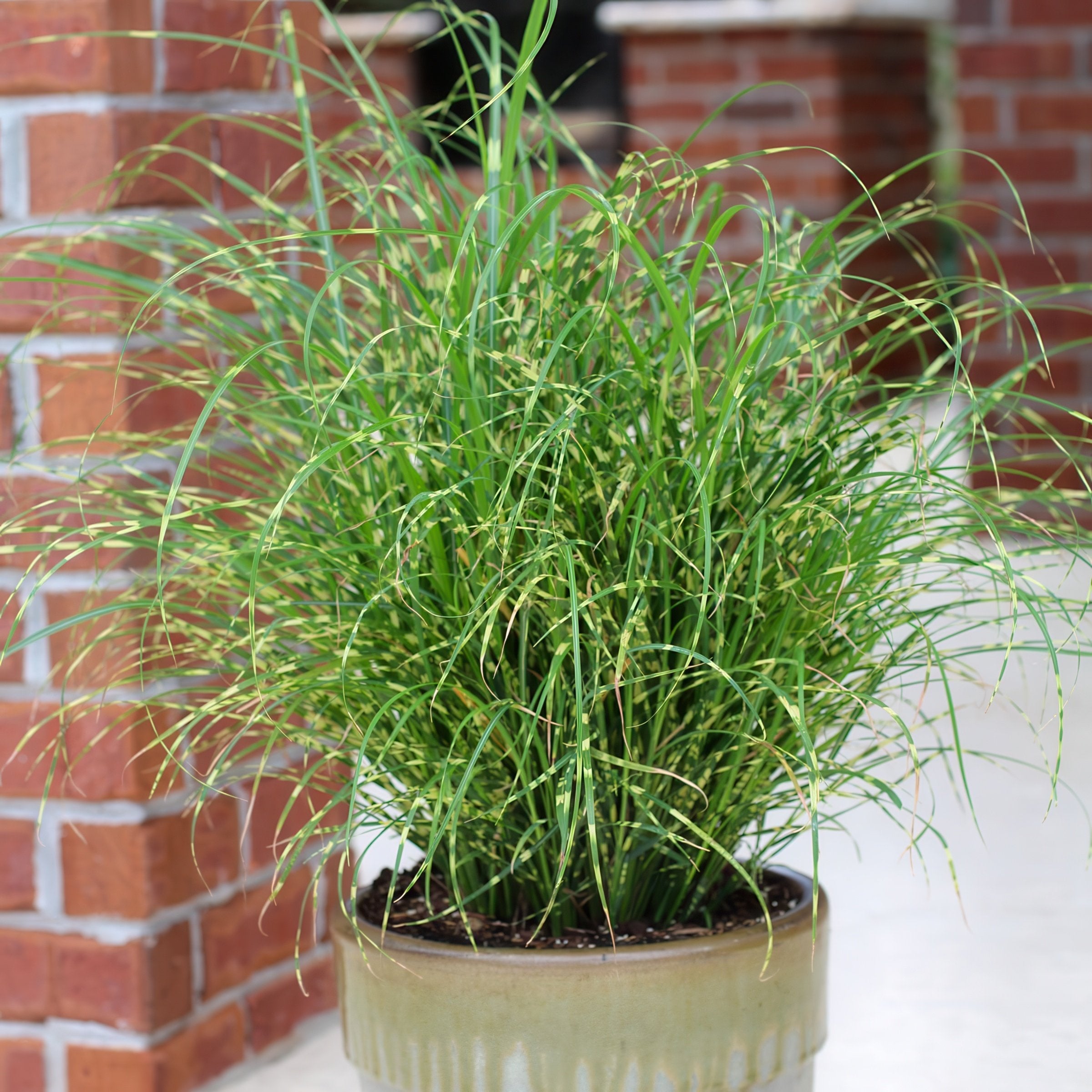 Miscanthus 'Bandwidth' - 4" Pot - Plant with Purpose® Collection
