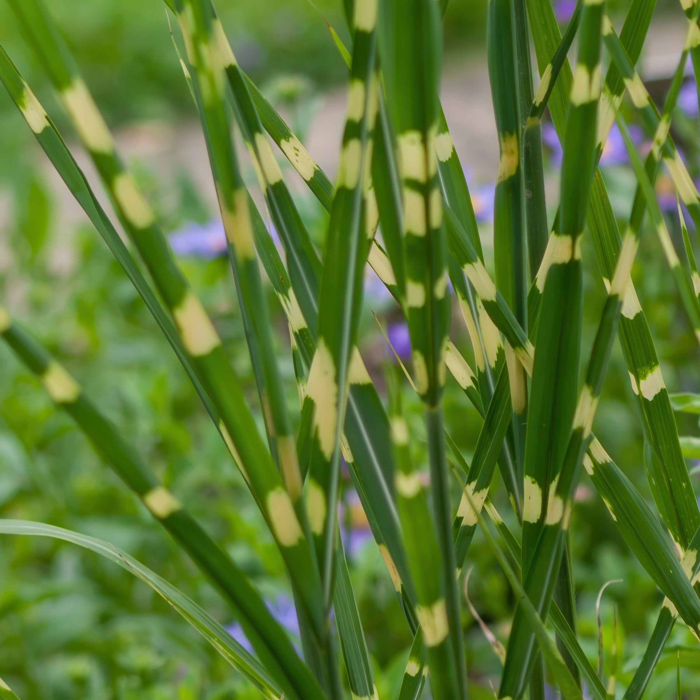 Miscanthus Malepartus - 4" Pot