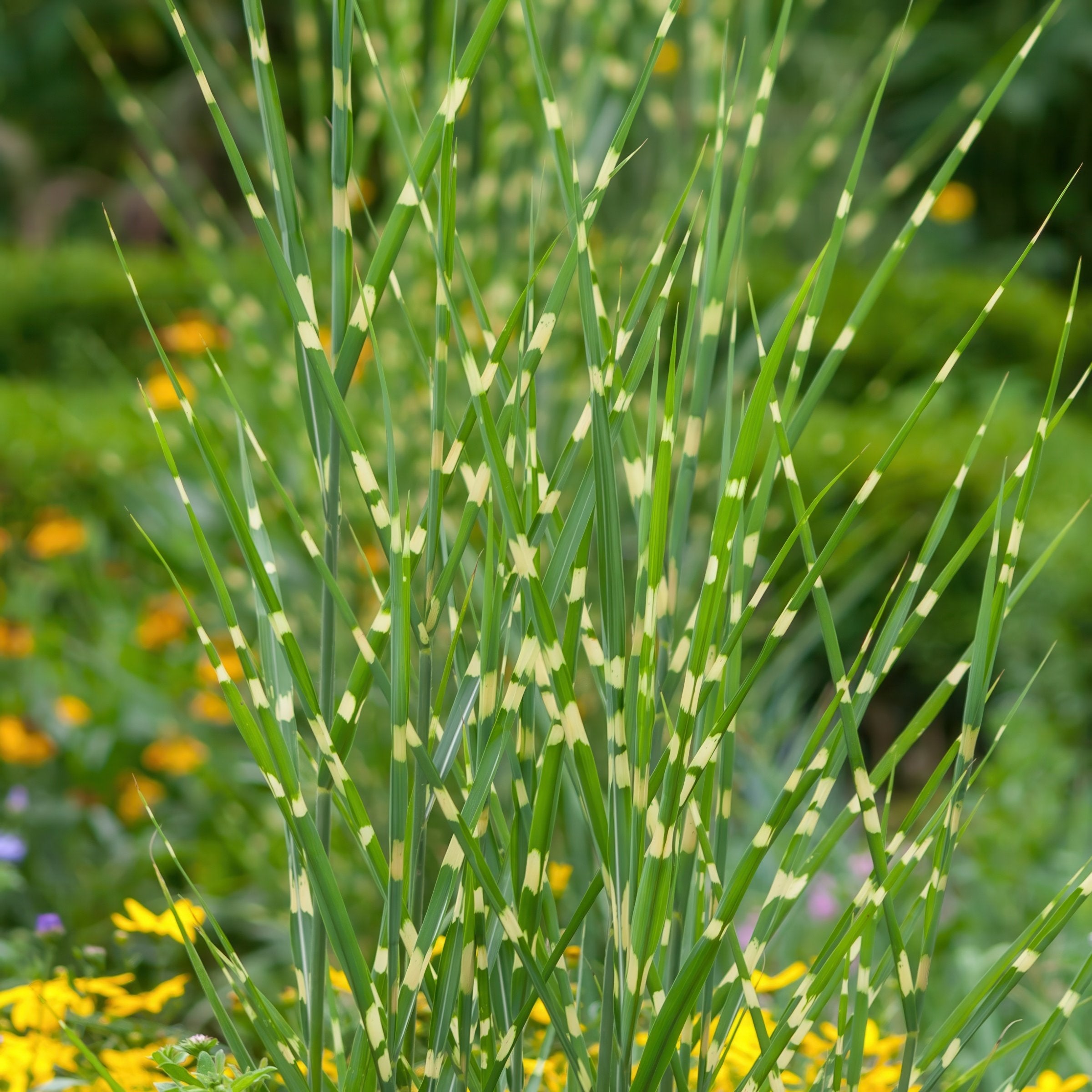 Miscanthus 'Bandwidth' - 4" Pot - Plant with Purpose® Collection