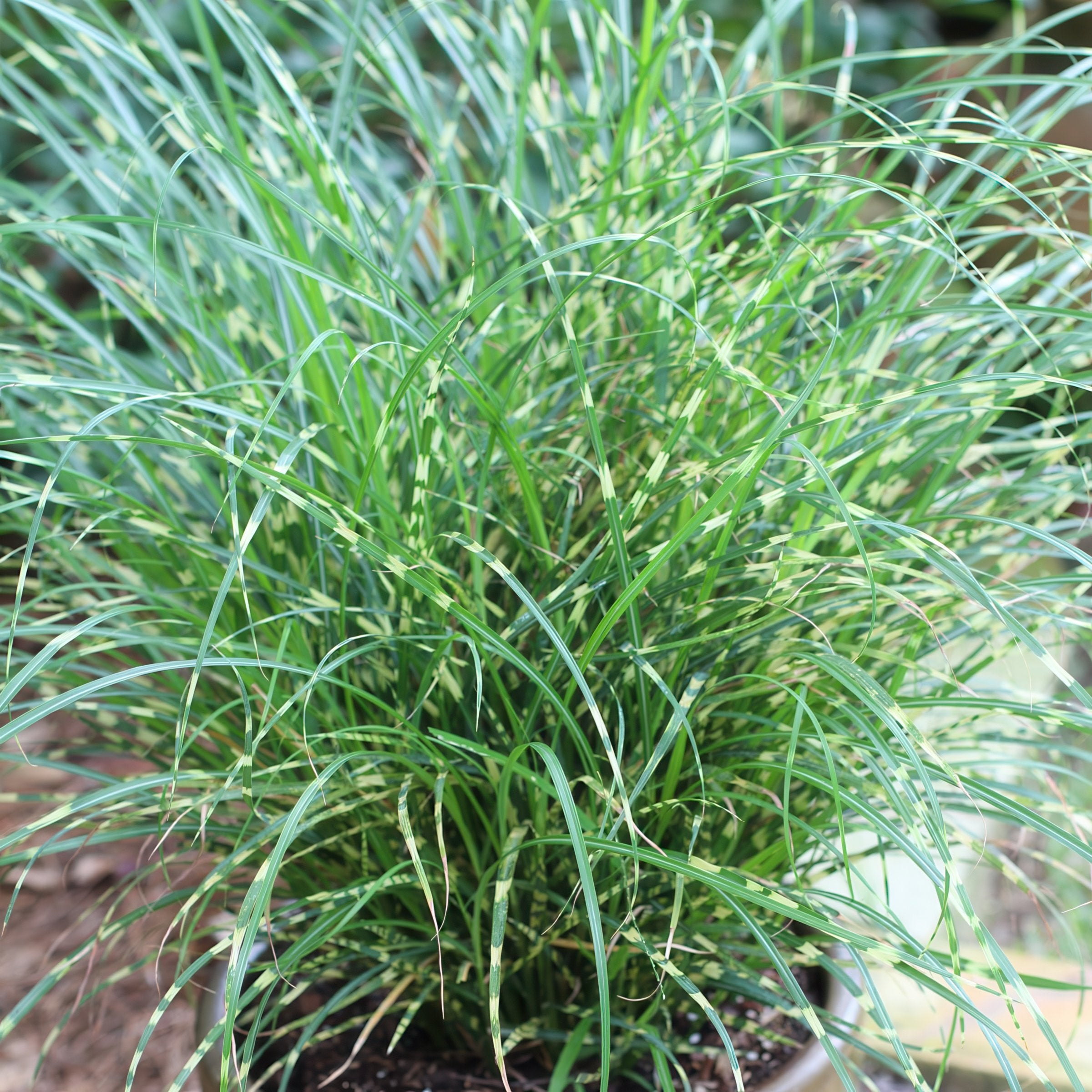 Miscanthus 'Bandwidth' - 4" Pot - Plant with Purpose® Collection