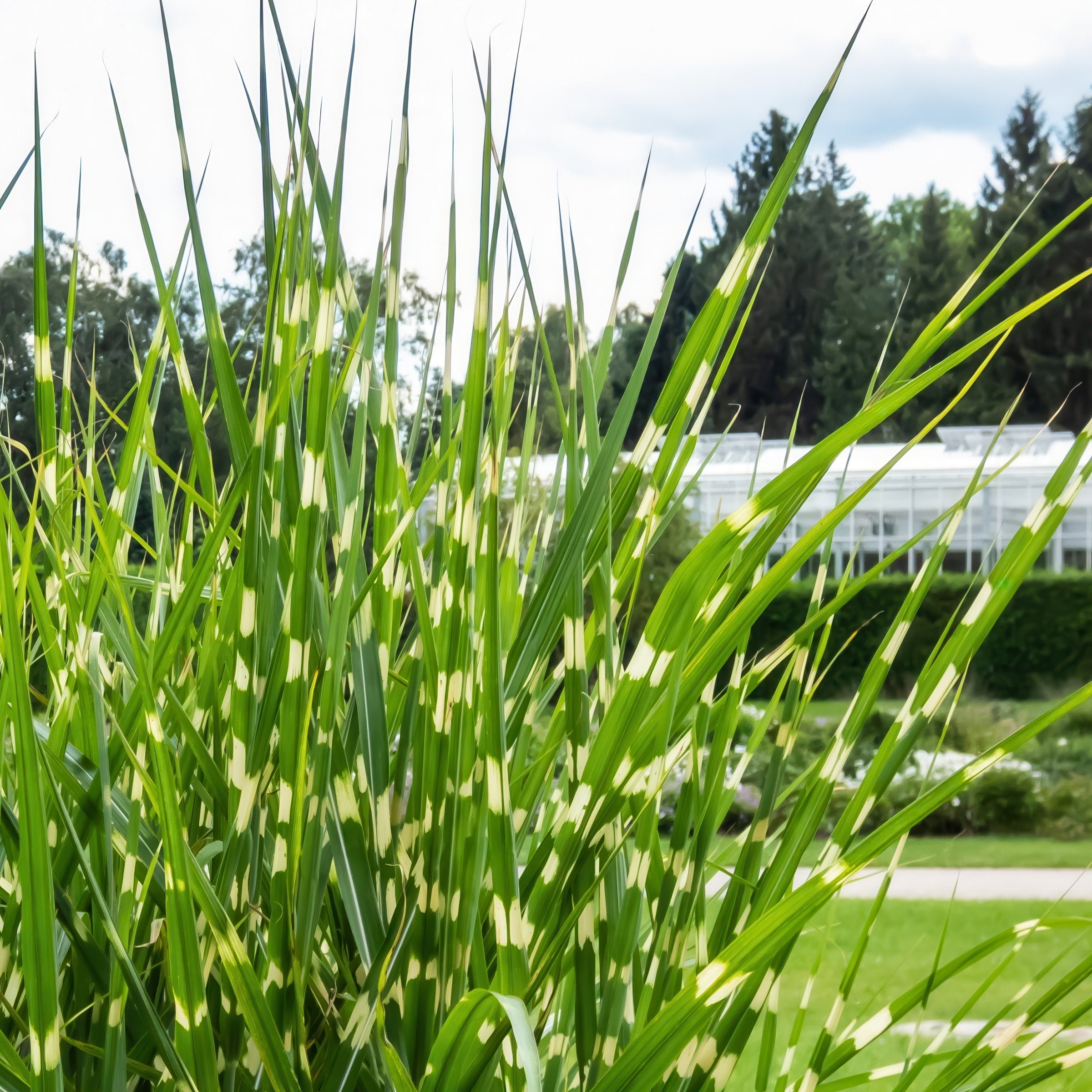 Miscanthus 'Bandwidth' - 4" Pot - Plant with Purpose® Collection