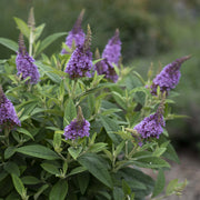 Buddleia Dapper™ Lavender Butterfly Bush - 4" Pot